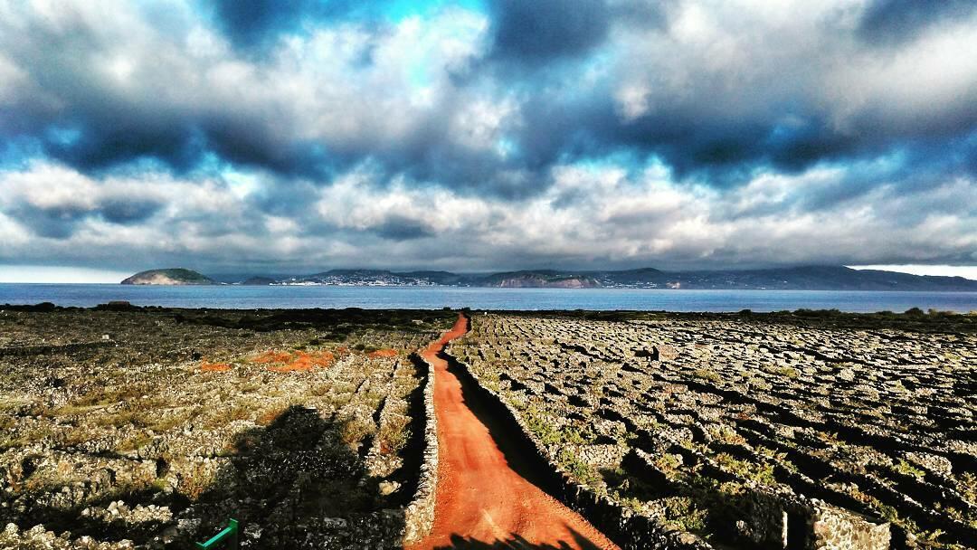 Tour de Bicicleta pelas Vinhas do Pico