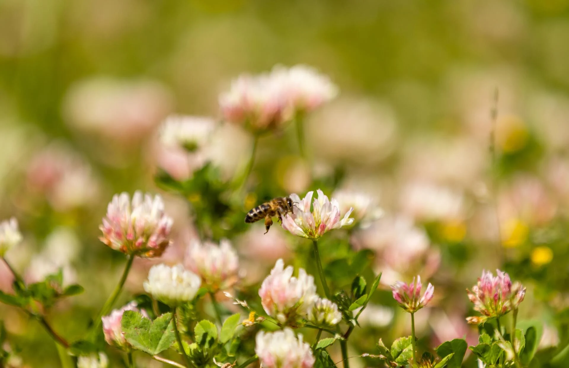 19|90 Wine Center Santar–Almoço Beirão no Sobreiro