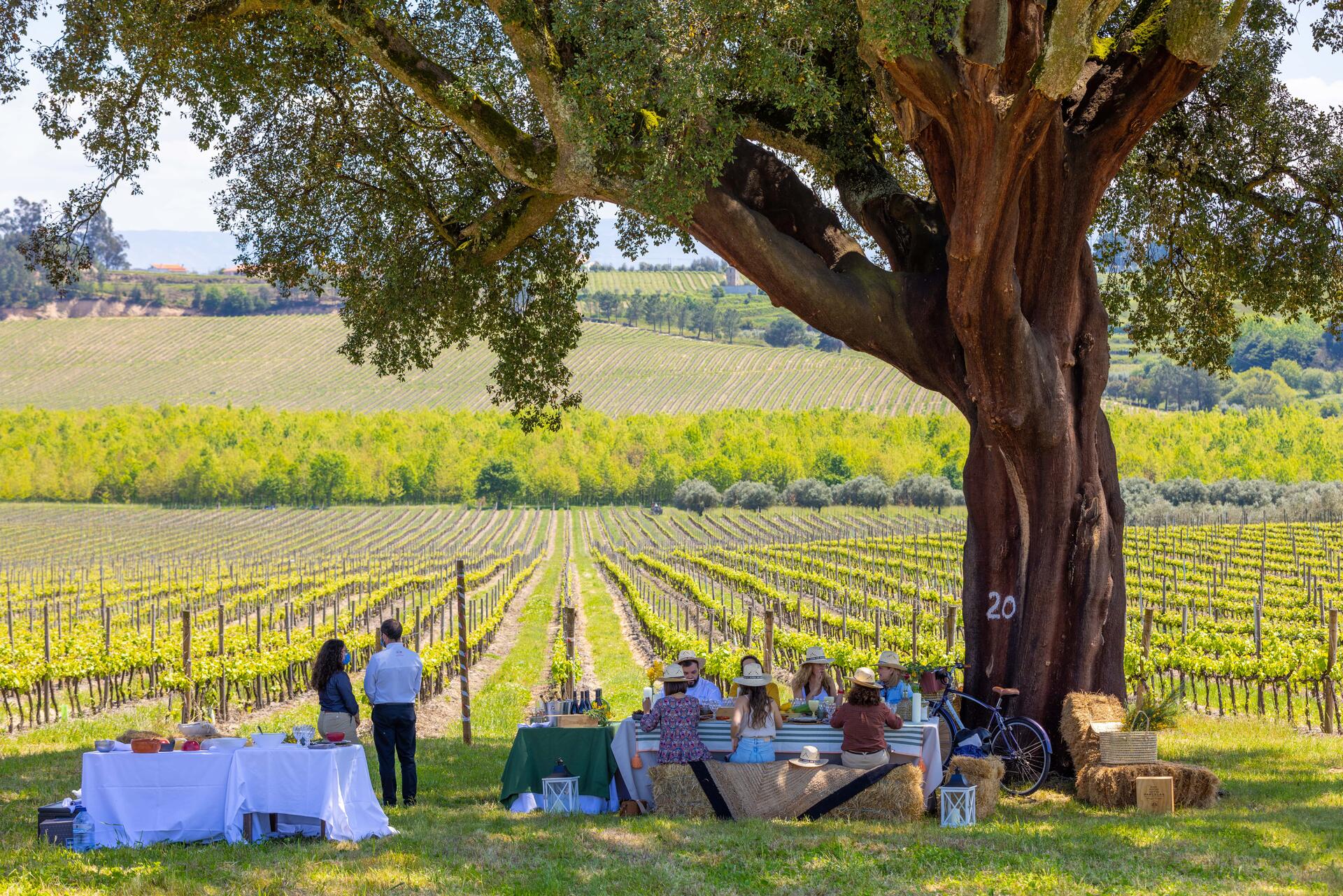 19|90 Wine Center Santar–Almoço Beirão no Sobreiro