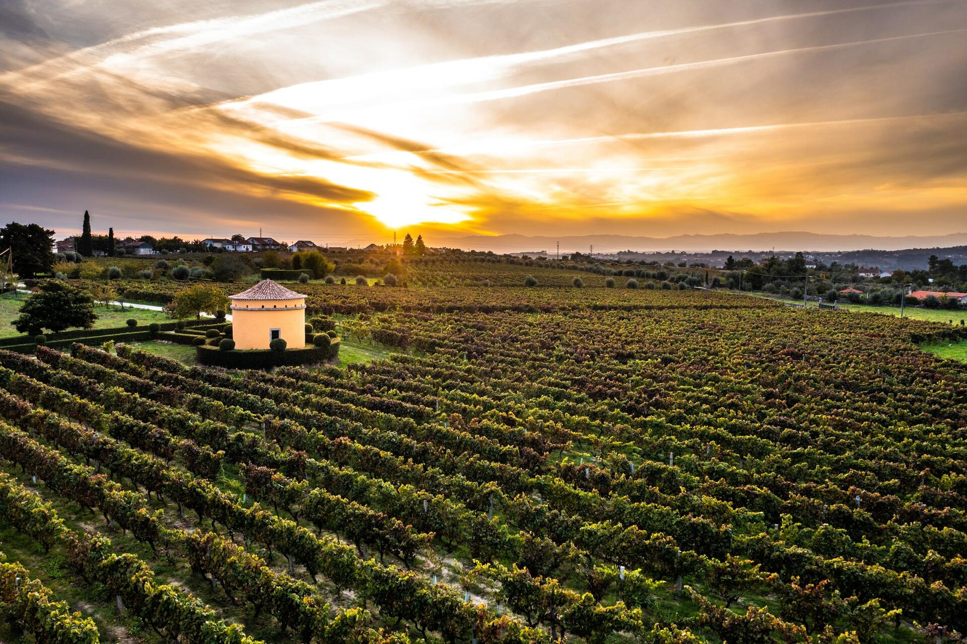 19|90 Wine Center Santar – Santar Noble