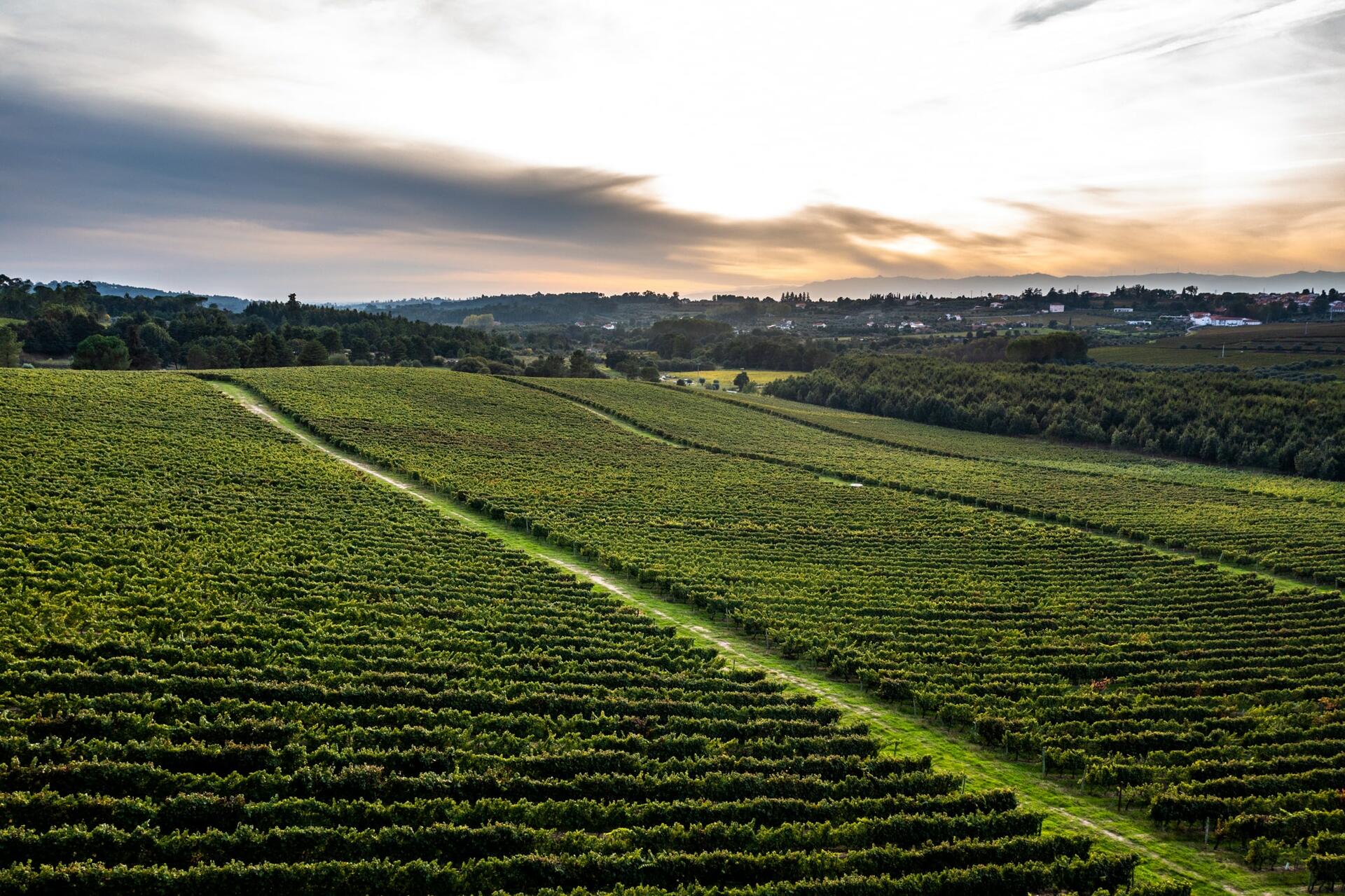 19|90 Wine Center Santar–Santar Vila&Vinha by Jipe