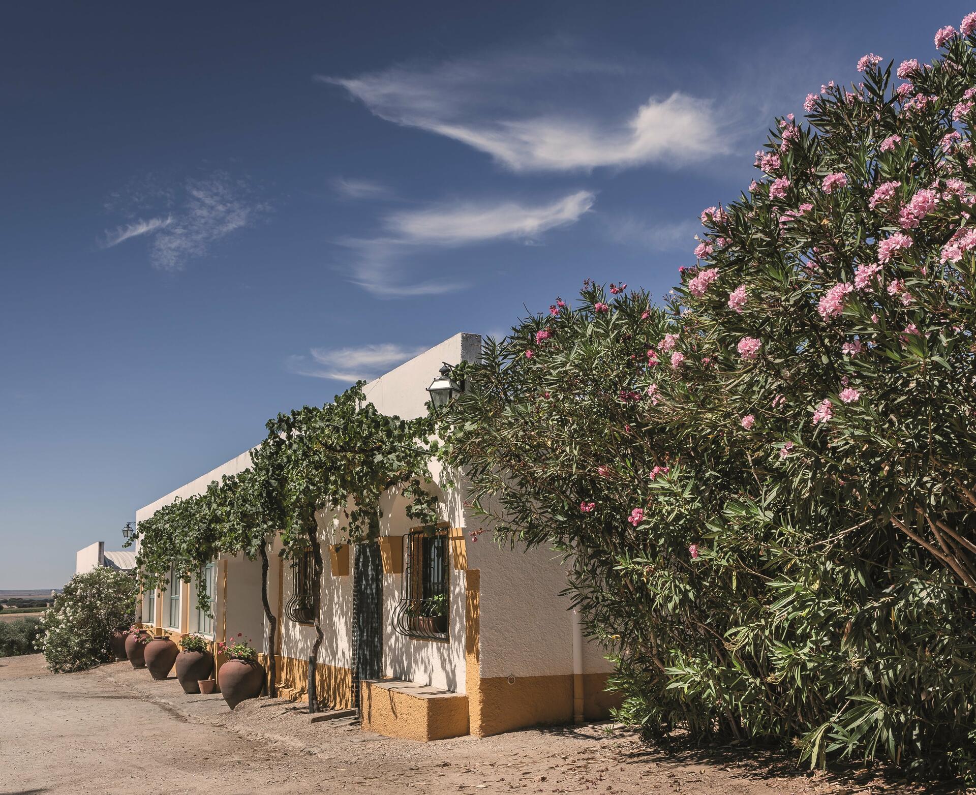 Herdade Grande – Vinhos & Piquenique