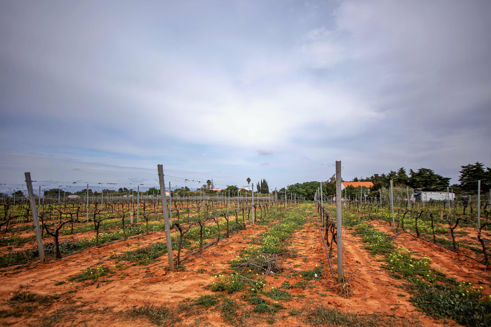 Quinta da Palmeirinha – Prova & Visita Histórica