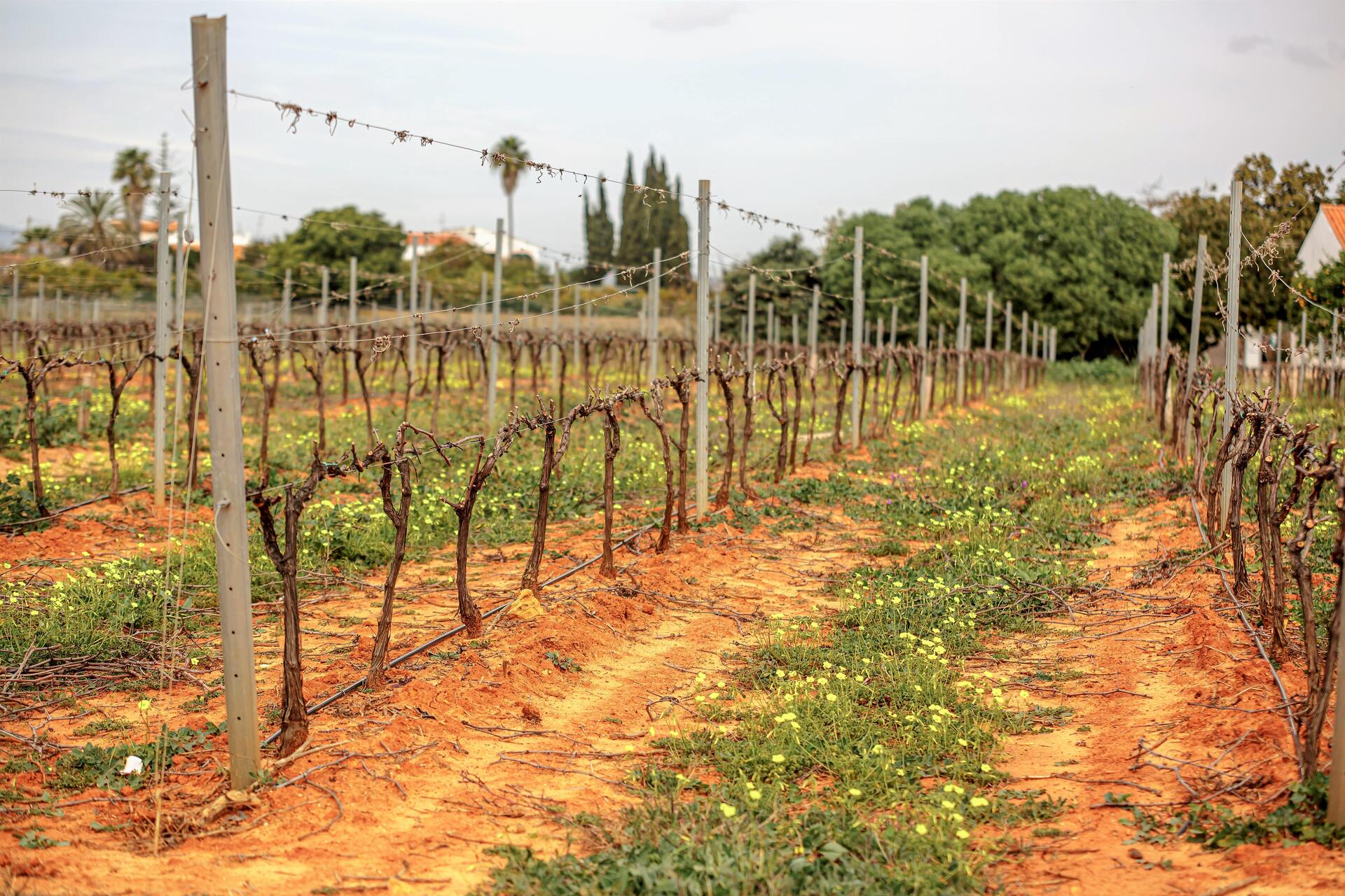 Quinta da Palmeirinha – Prova & Visita Histórica