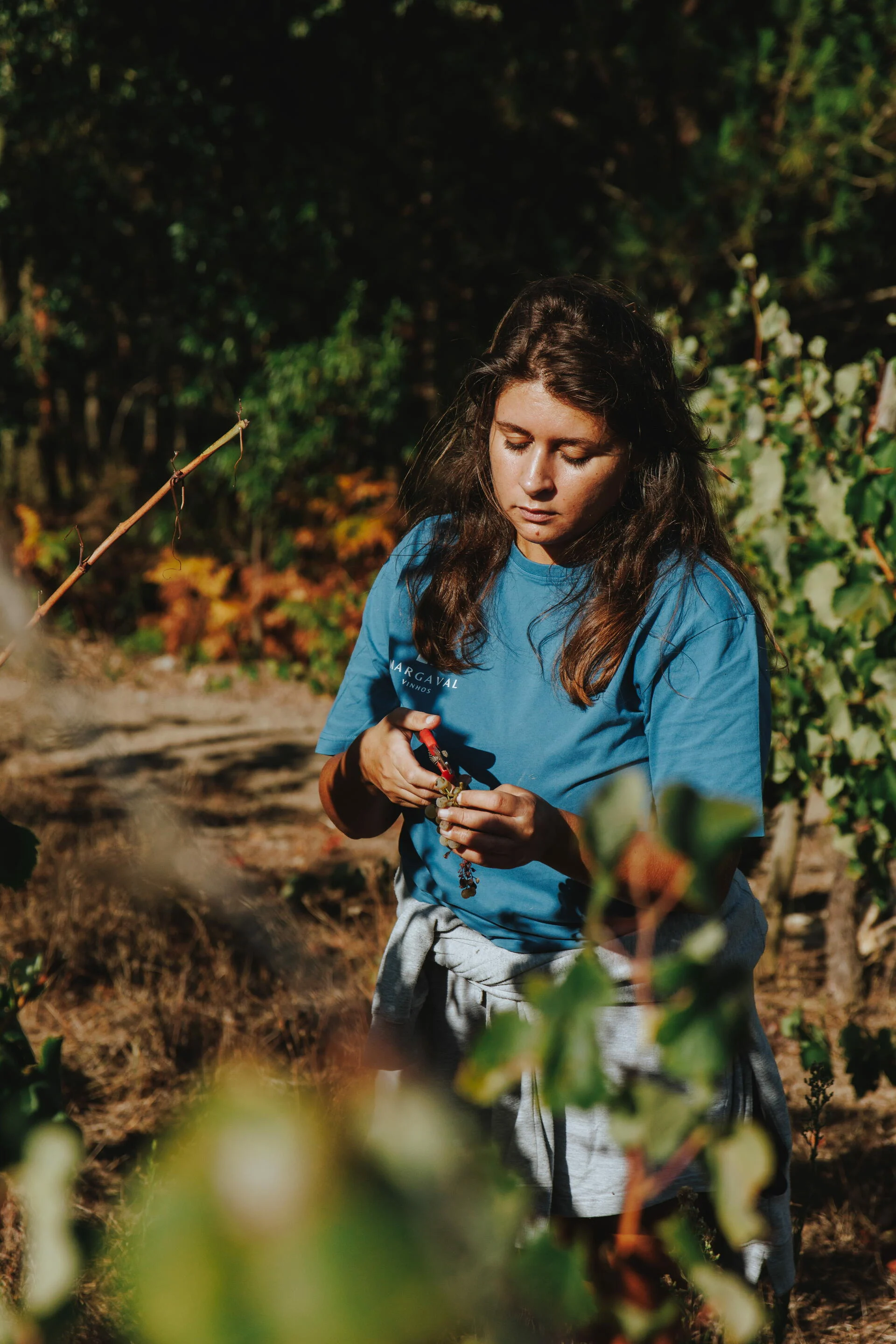 Adega da Gaveta – Programa de Vindimas
