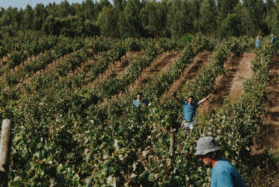 Adega da Gaveta – Programa de Vindimas