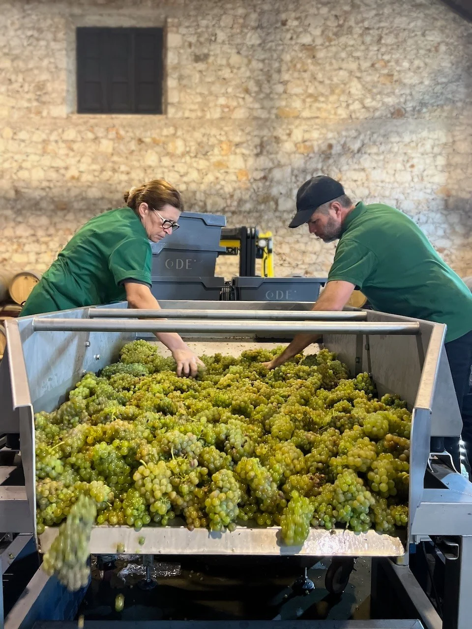 ODE Winery – Atividade de Vindima