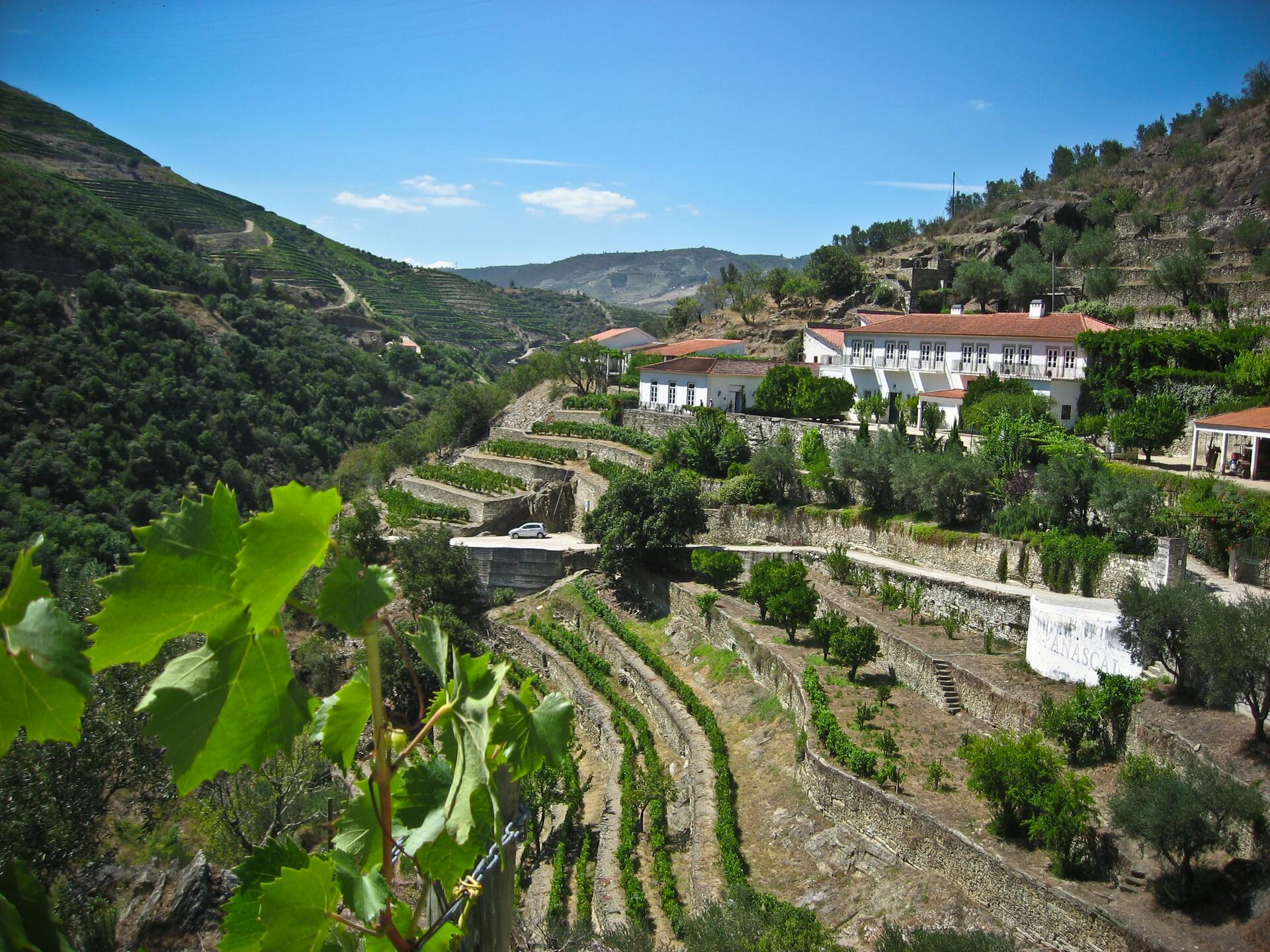 Quinta do Panascal – Visita & Prova Connoisseur