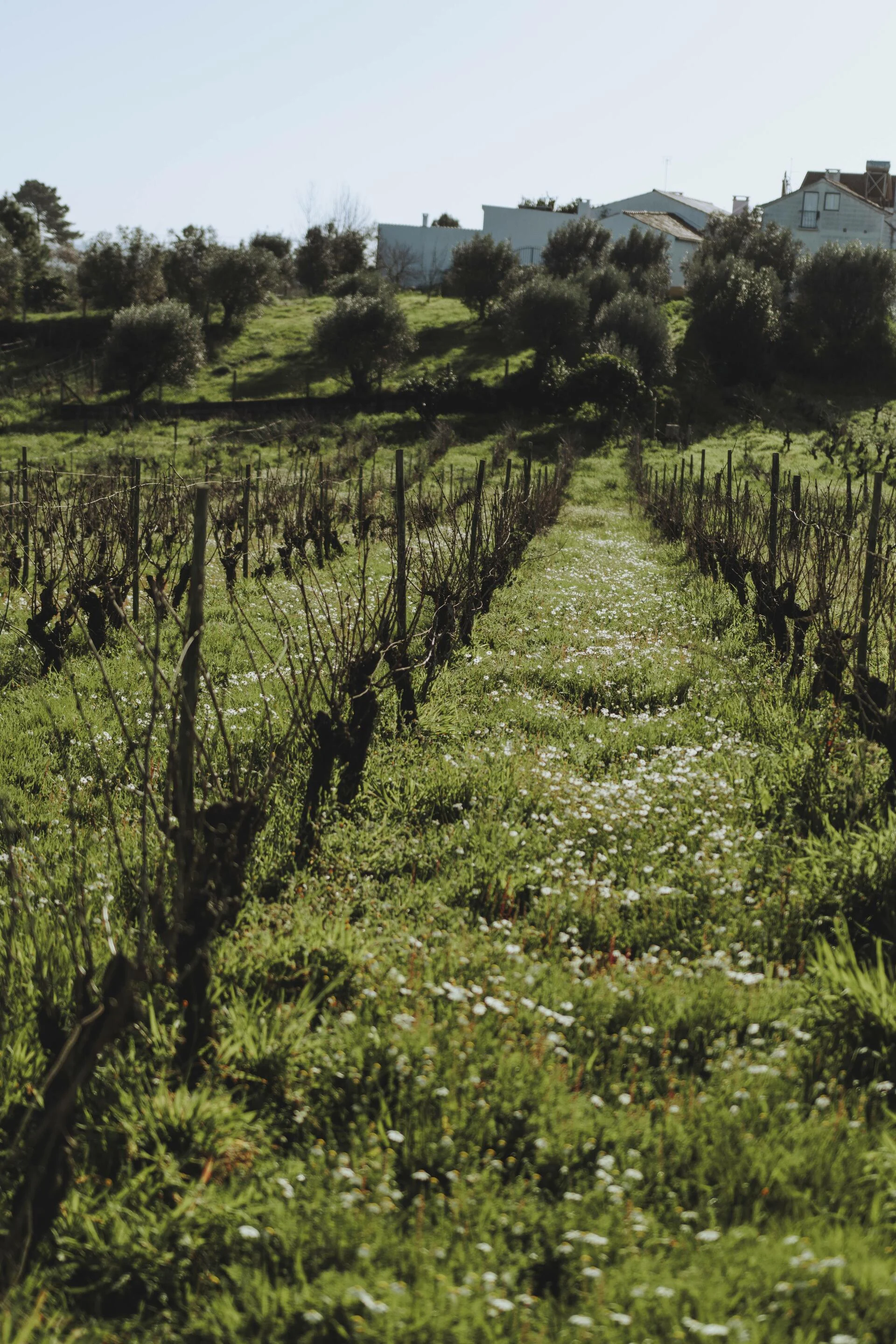 Adega da Gaveta – Piquenique Vínico a Dois!