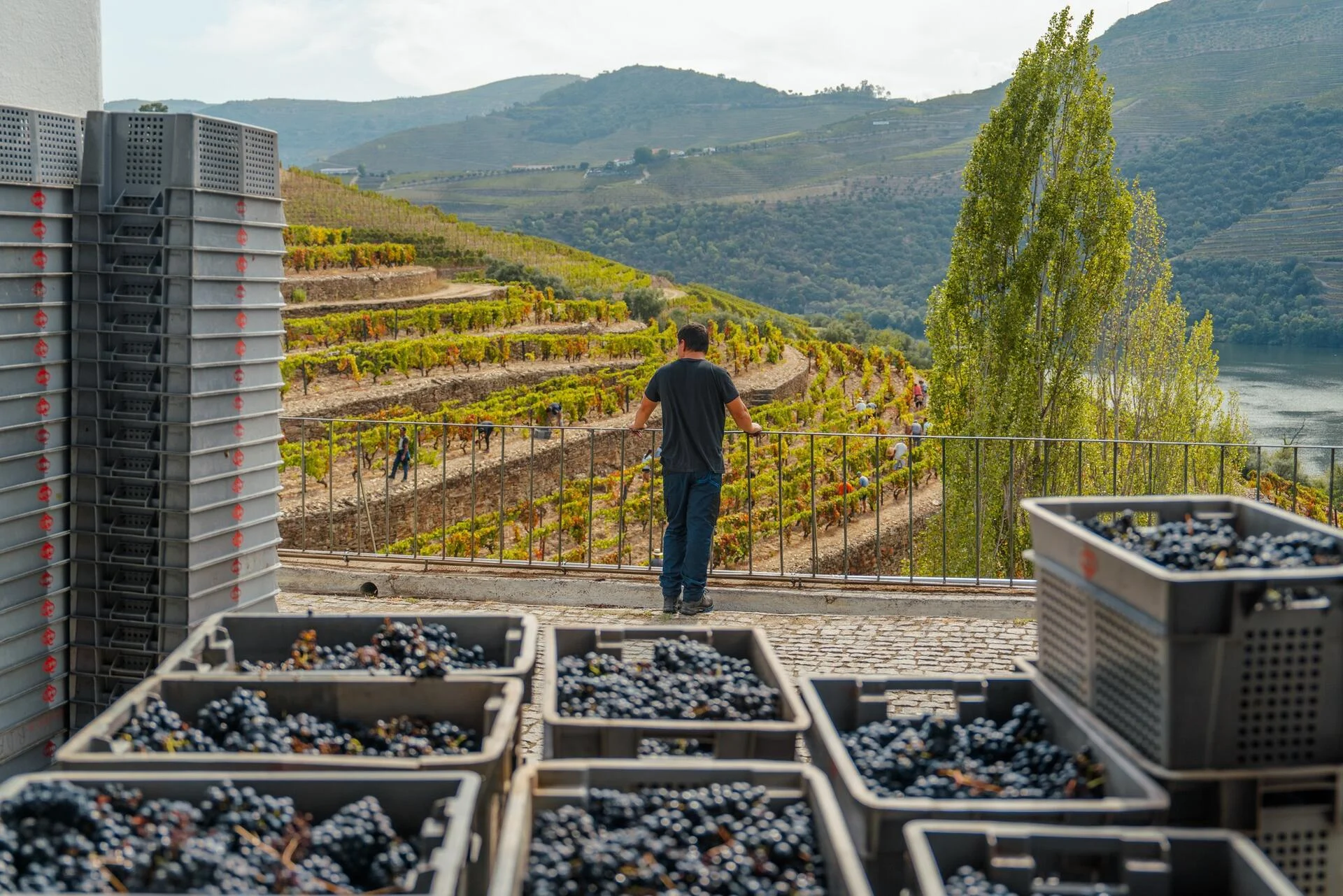 Quinta da Roêda – Visita & Prova Croft Tawny