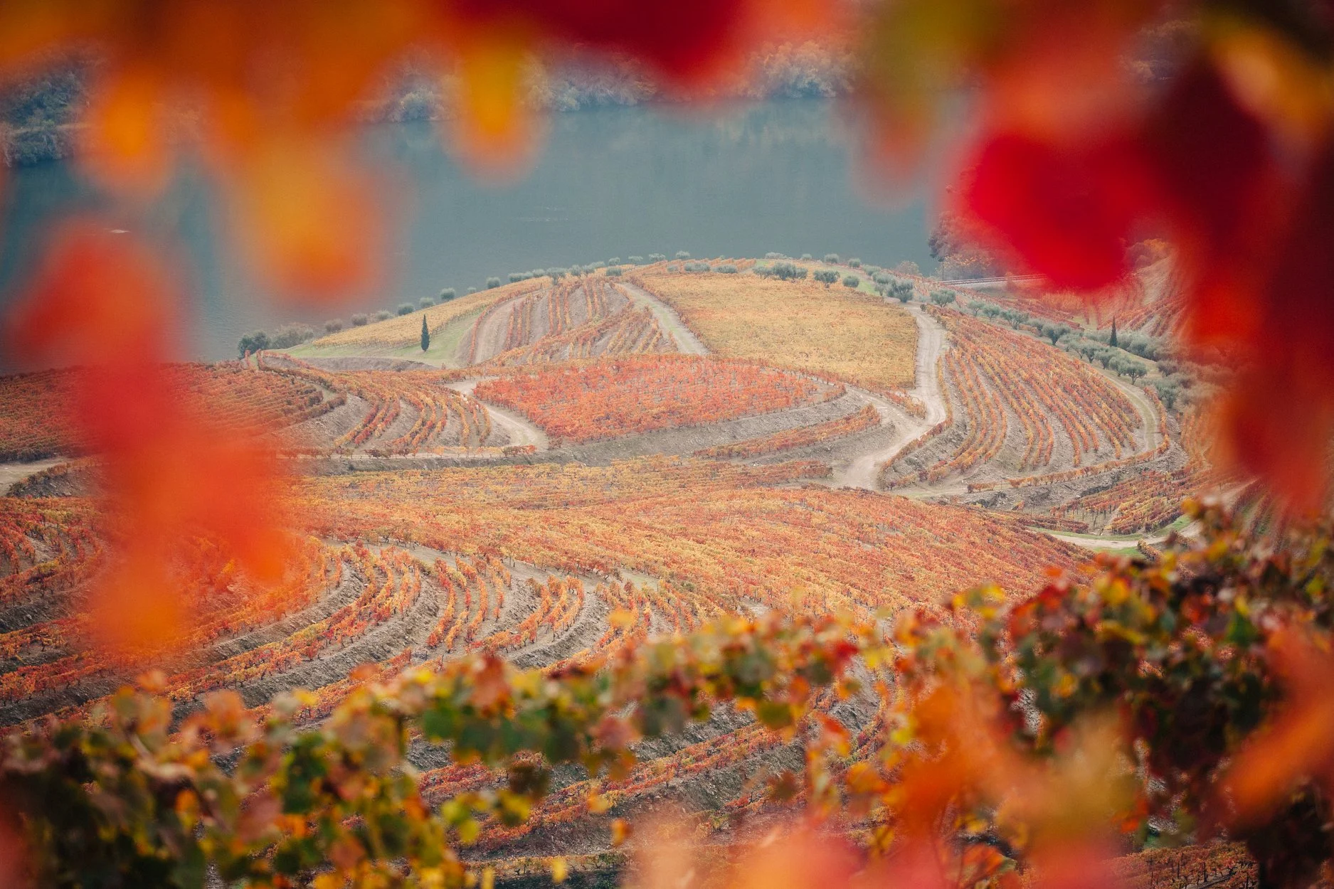 Quinta da Roêda – Visita & Prova Terroir