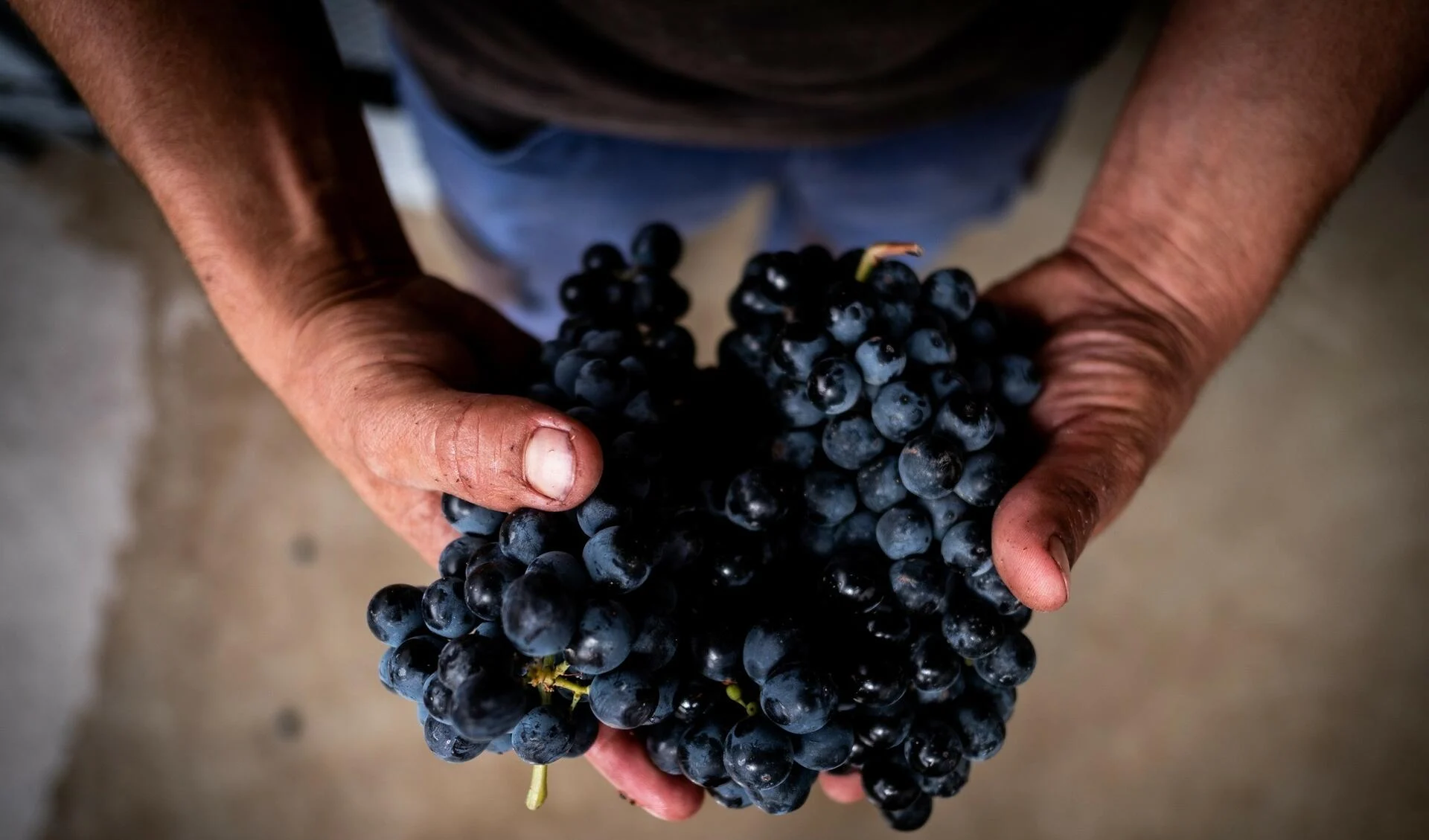 Quinta da Roêda – Visita & Prova Terroir