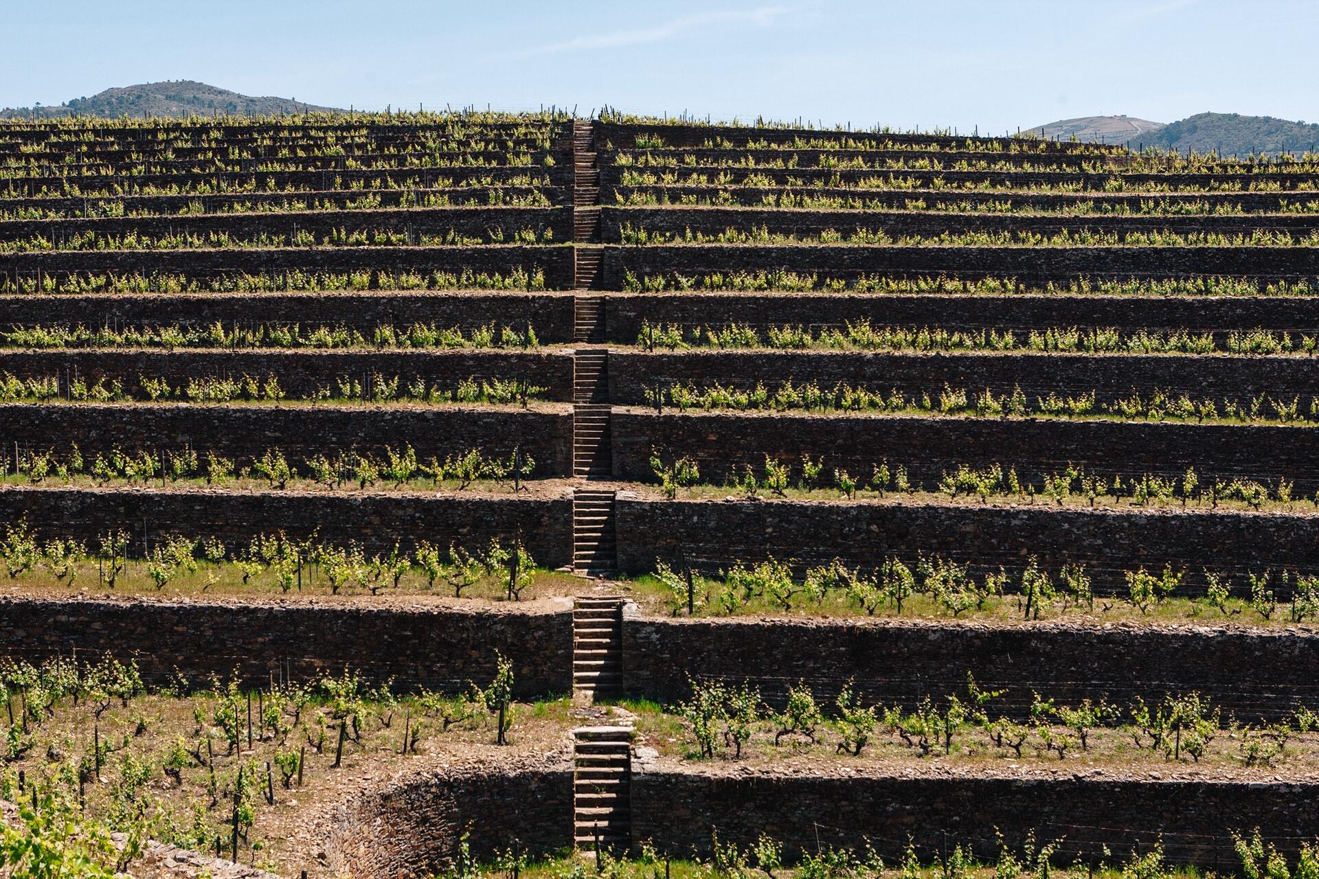 Quinta da Roêda – Visita & Prova Croft