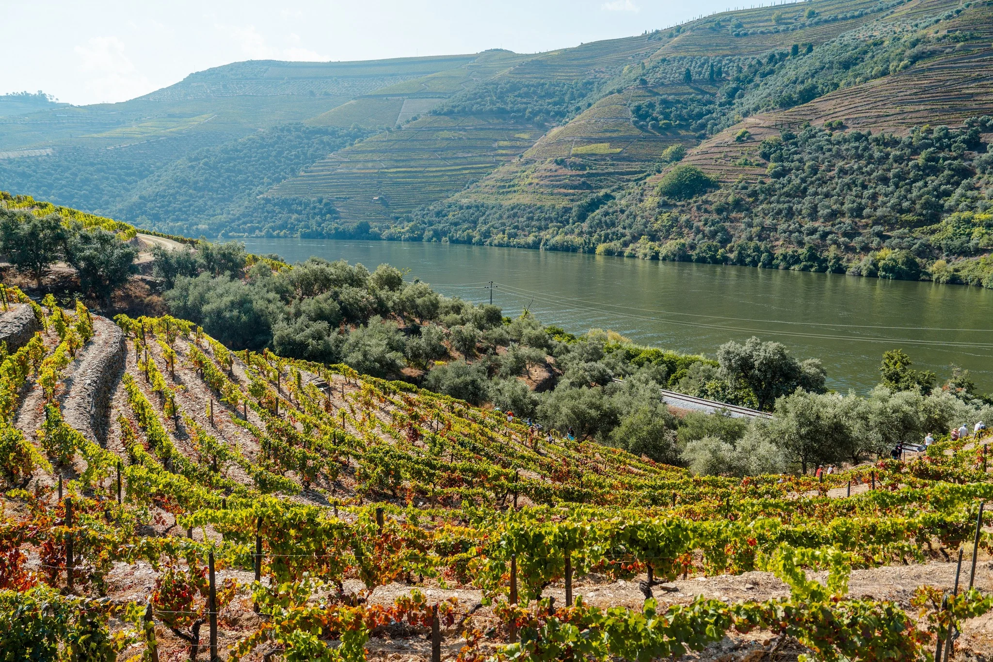 Quinta da Roêda – Visita & Prova Croft