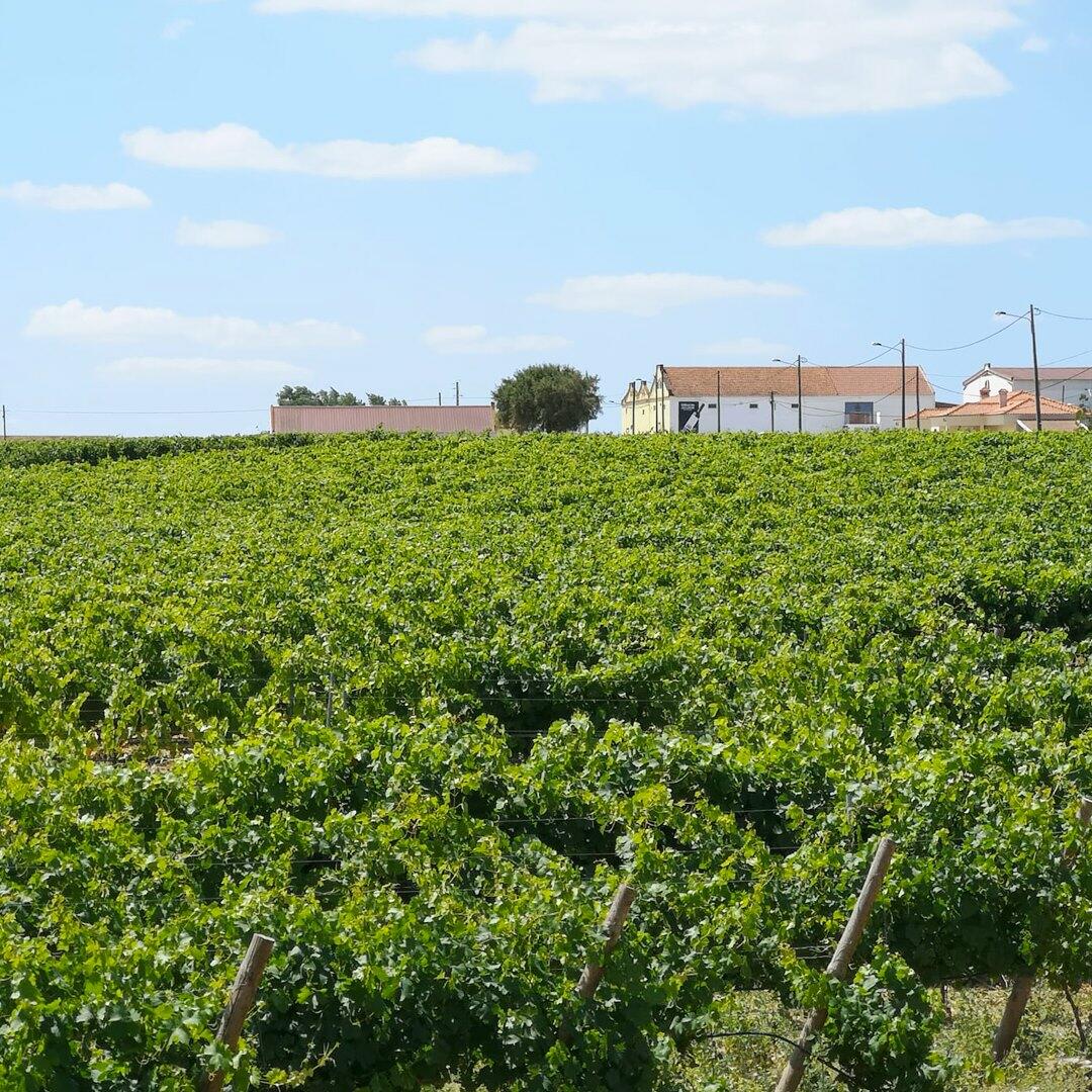 Fernão Pó – Prova de Vinhos com o Enólogo