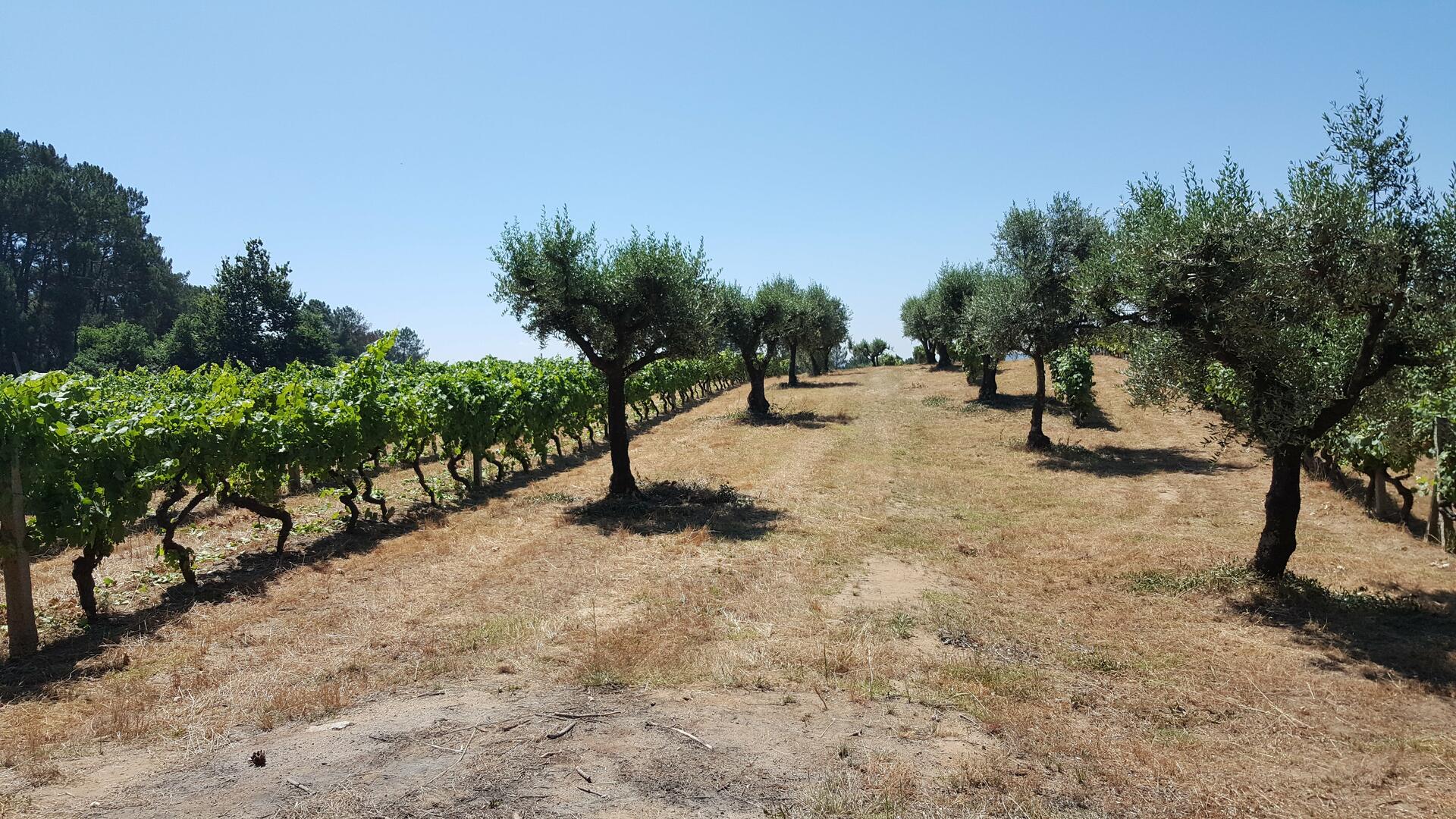 Textura Wines – Visita & Prova Terroir