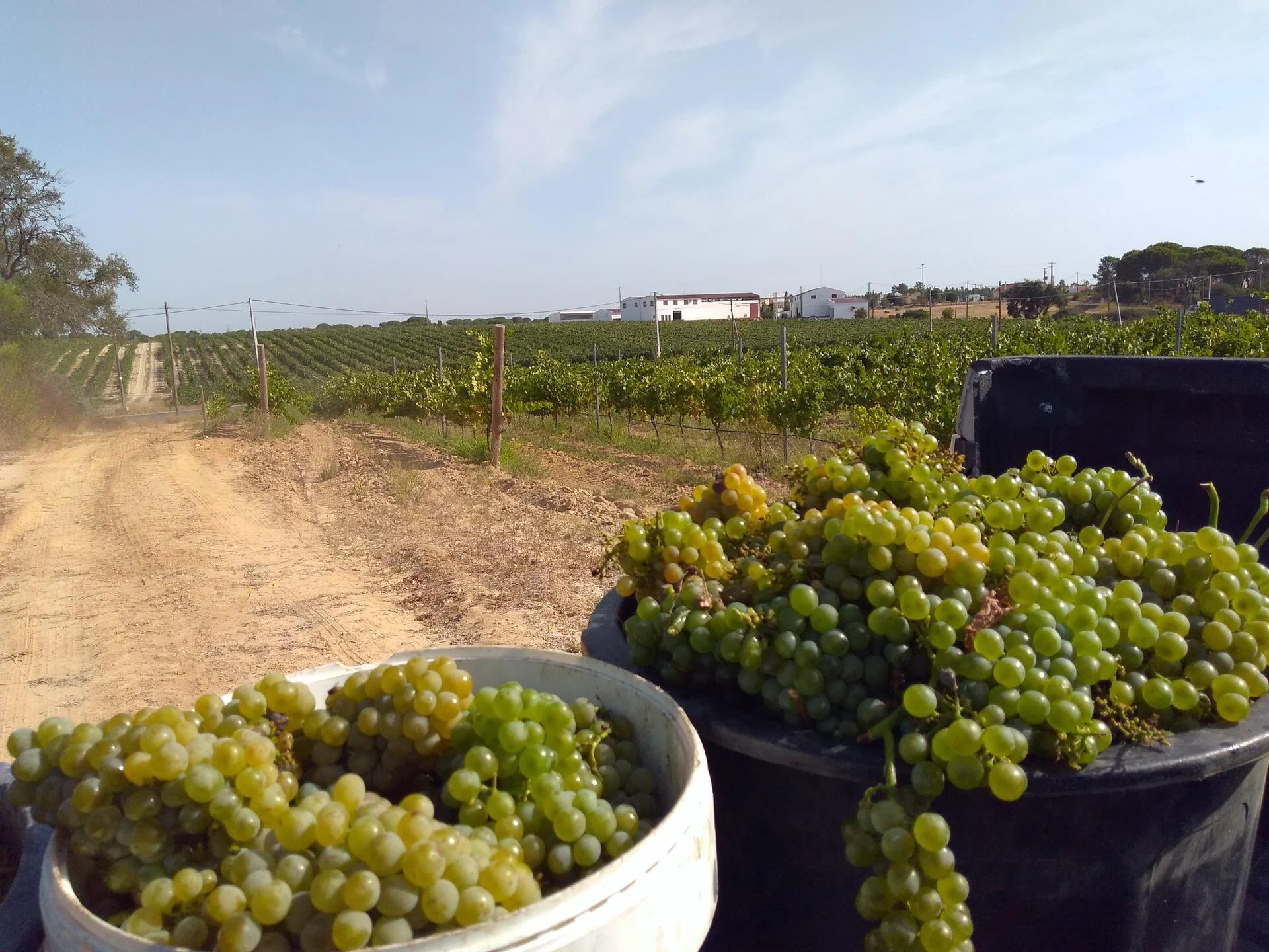 Fernão Pó – Visita & Prova de Vinhos