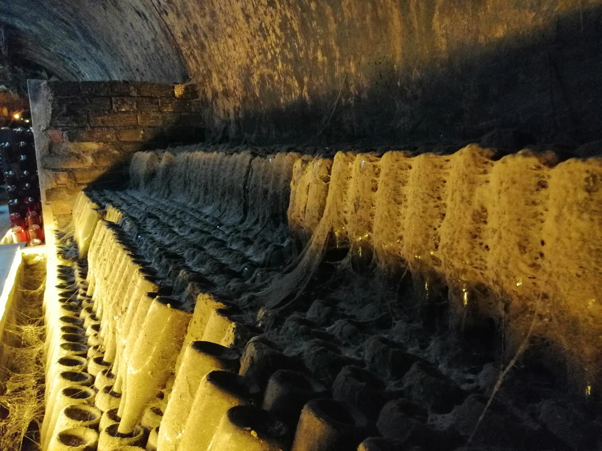 Bike Tour pelos Vinhedos da Rota da Bairrada