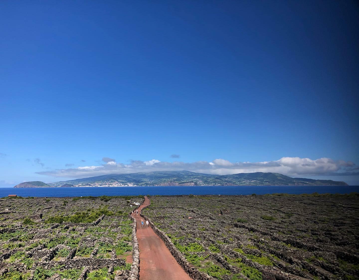 Azores Wine Company – Diner on the Counter