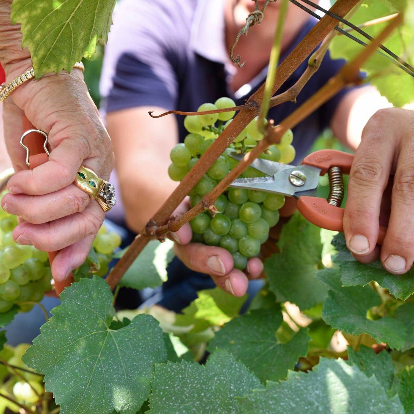 100% Aged Champagnes and Macaroons