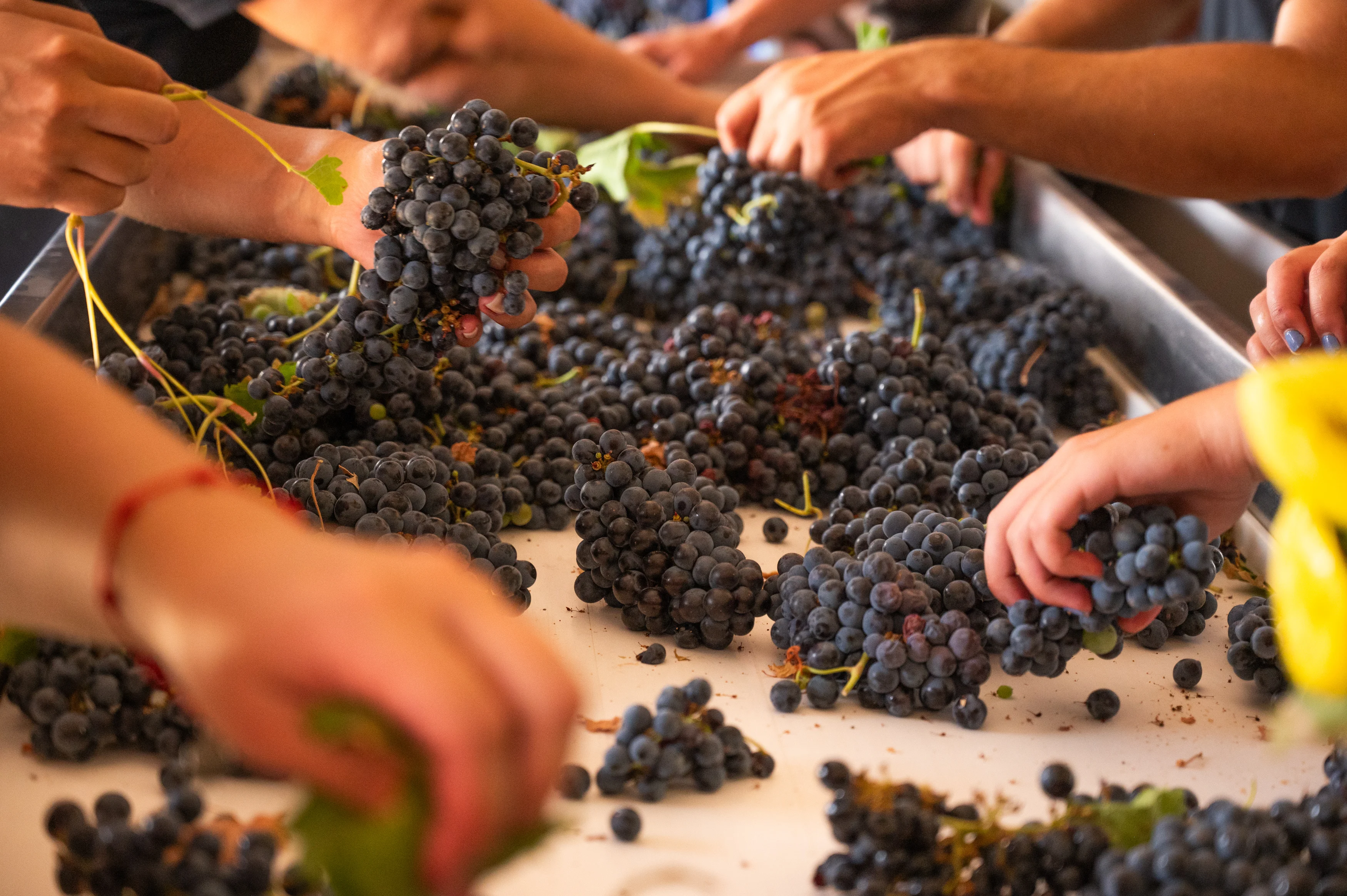 Casa de Santa Vitória – Programa de Vindimas