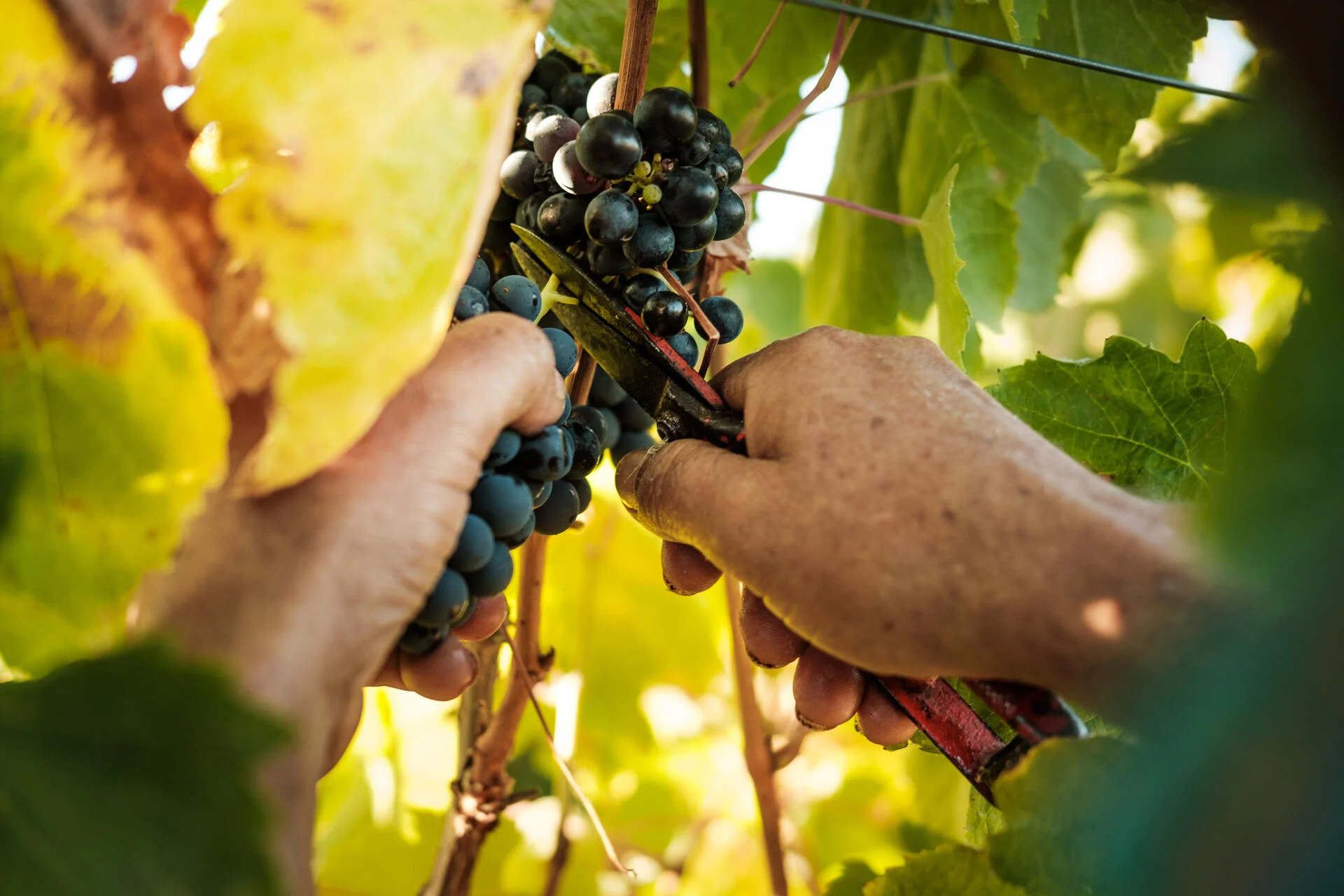 Casa de Santa Vitória – Programa de Vindimas