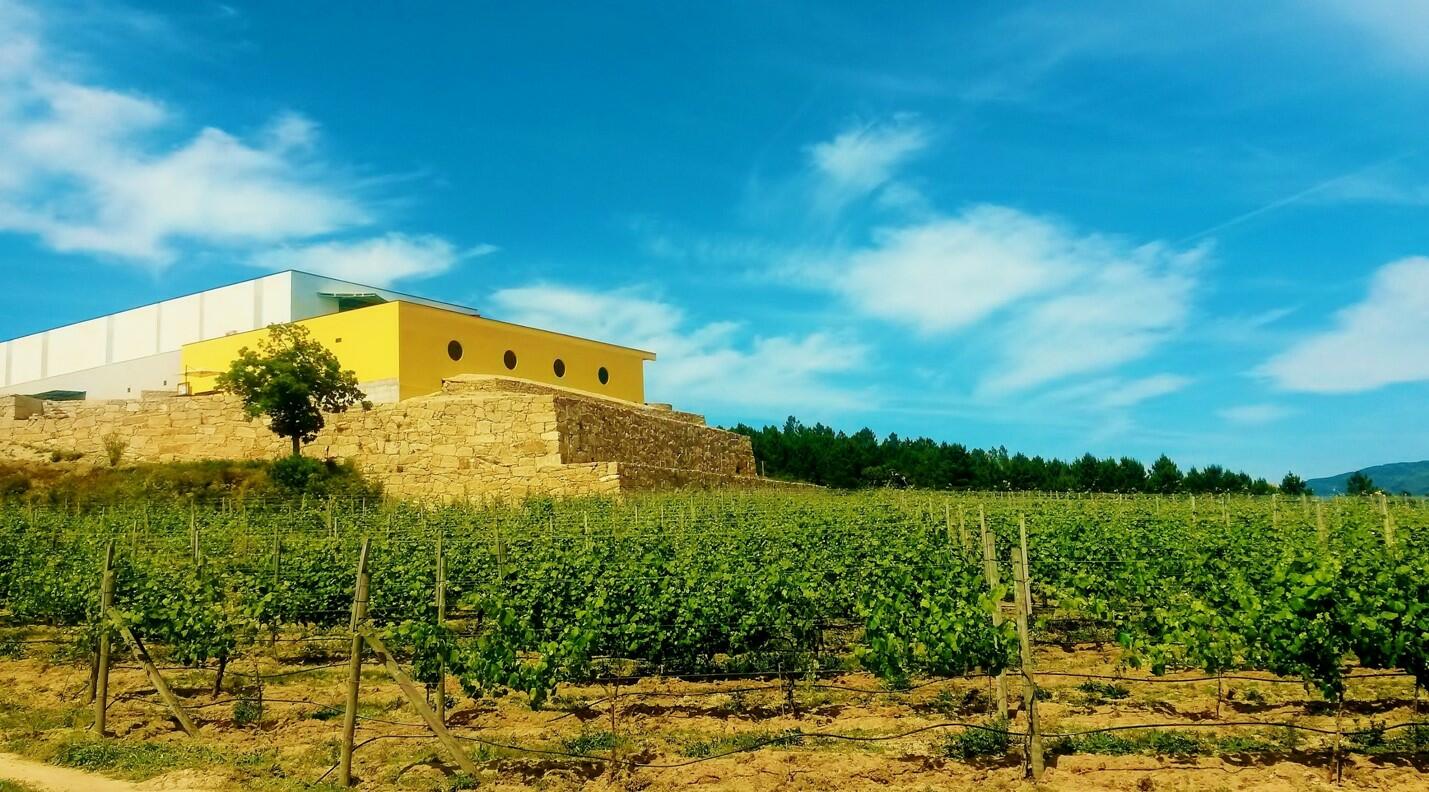 Quinta de Santa Cristina – Wine & Vine Planting