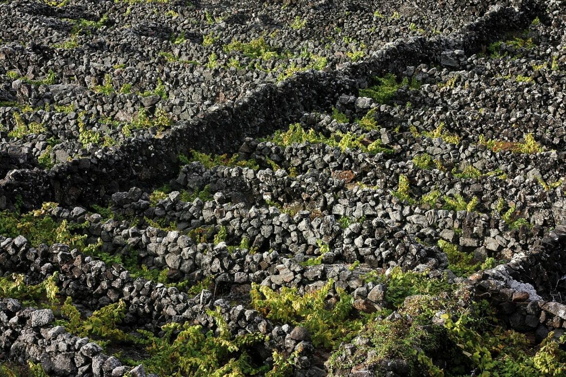 PicoWines – Atlântica