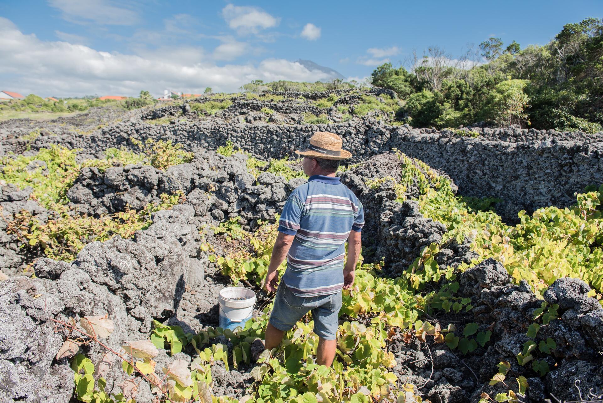 PicoWines – Atlântica