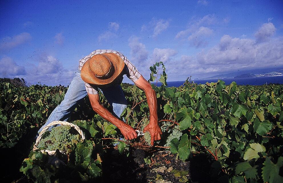 PicoWines – Atlântica