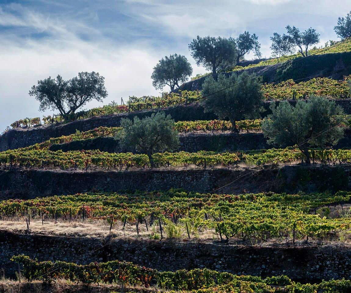 Quinta das Sequeirinhas – Petiscos Portugueses