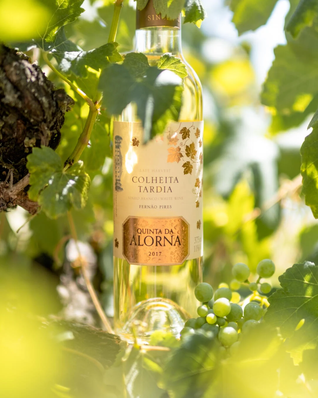Quinta da Alorna – Prova Marquesa de Alorna