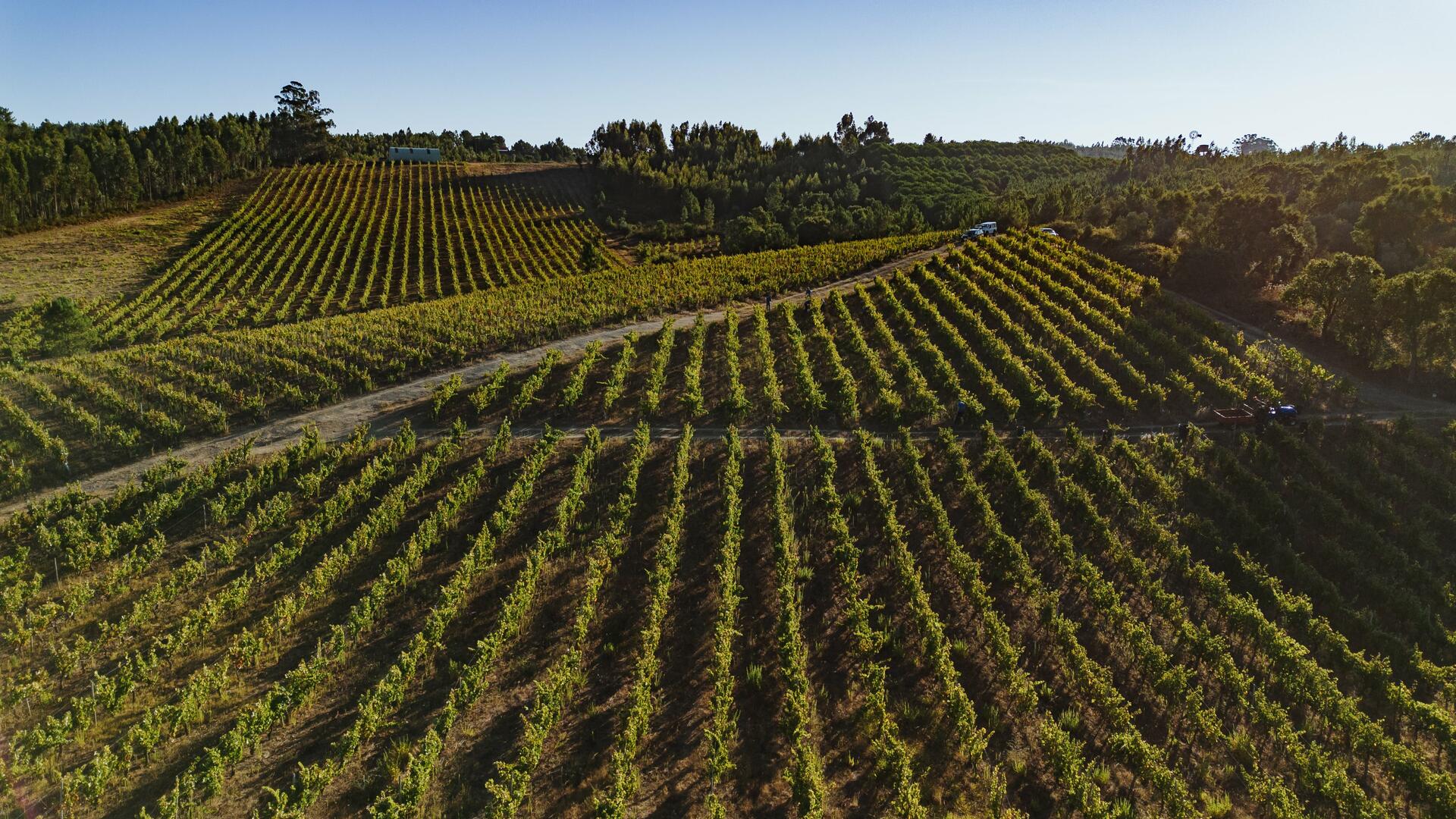 Adega da Gaveta – Programa de Vindimas