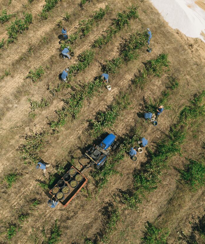 Adega da Gaveta – Programa de Vindimas