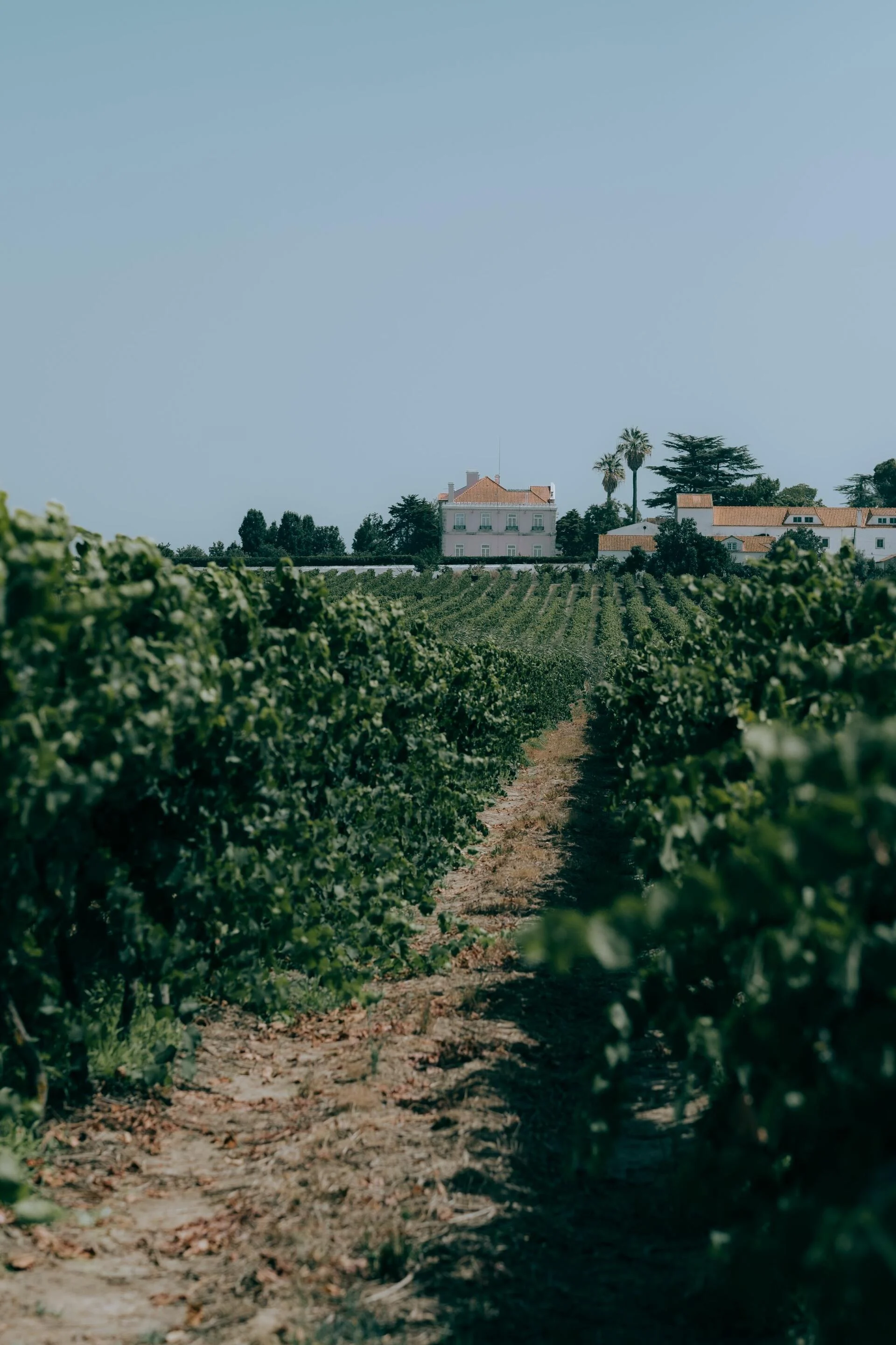 Quinta da Alorna – Prova Marquesa de Alorna