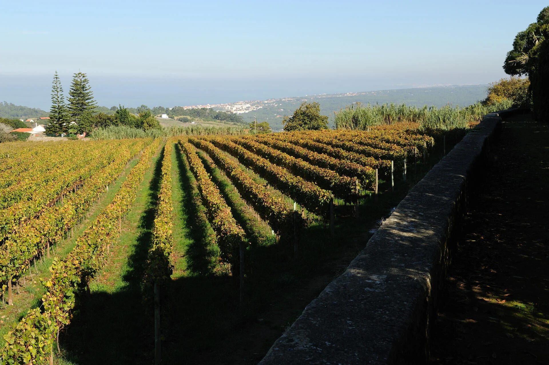 Casal Sta. Maria – Blending Vinho Personalizado