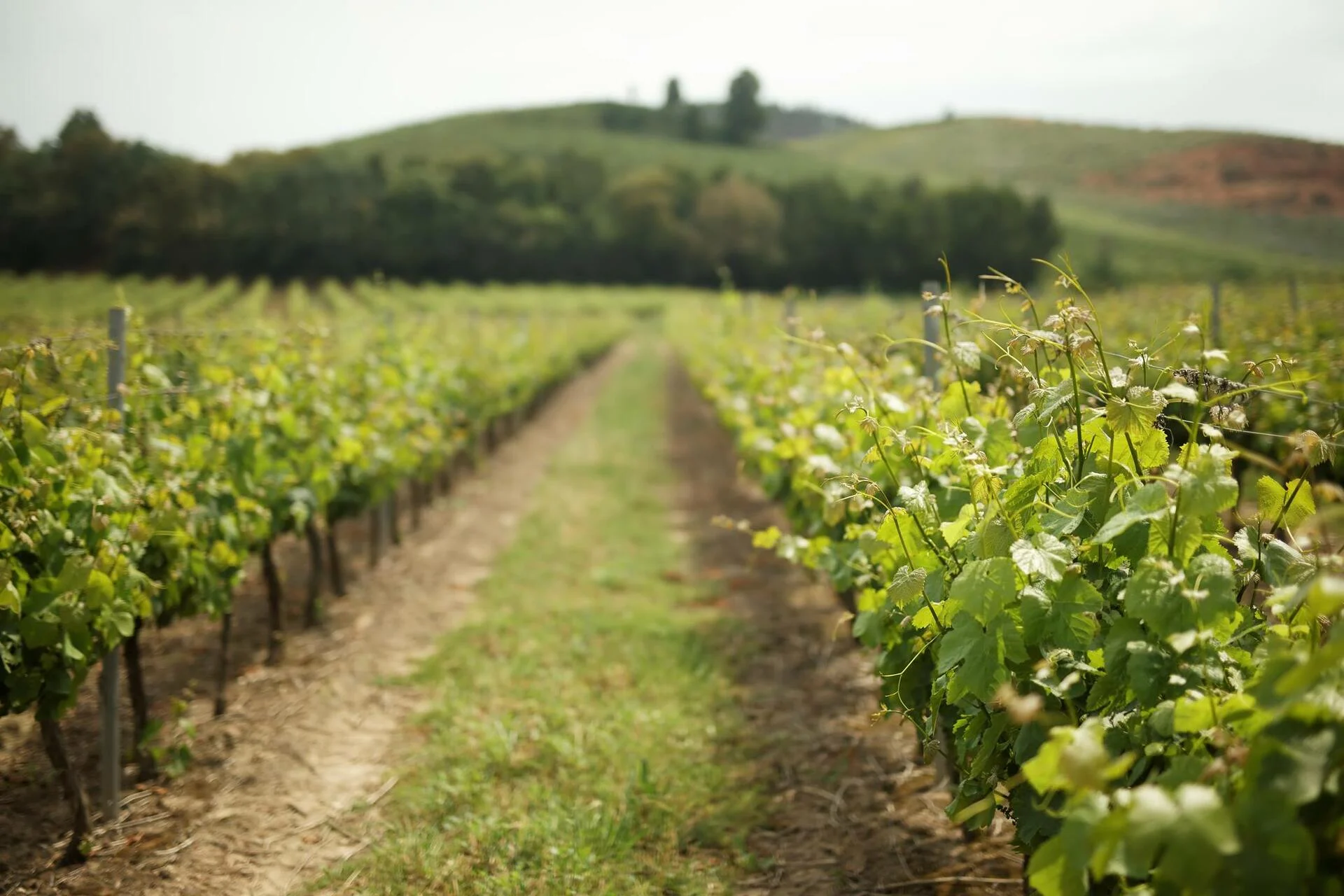 Quinta do Gradil – Vindimas na Quinta