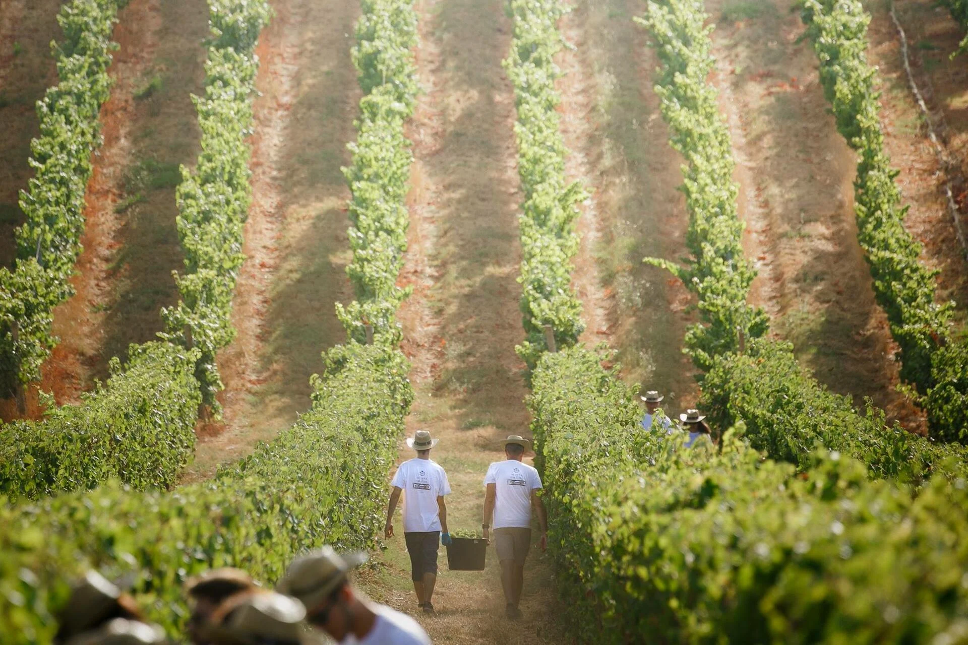 Quinta do Gradil – Vindimas na Quinta