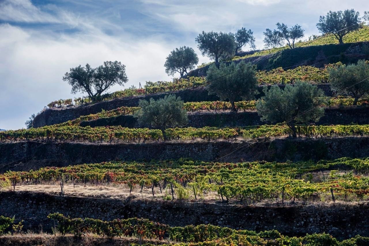 Quinta de Marrocos – Dia de Vindima no Douro