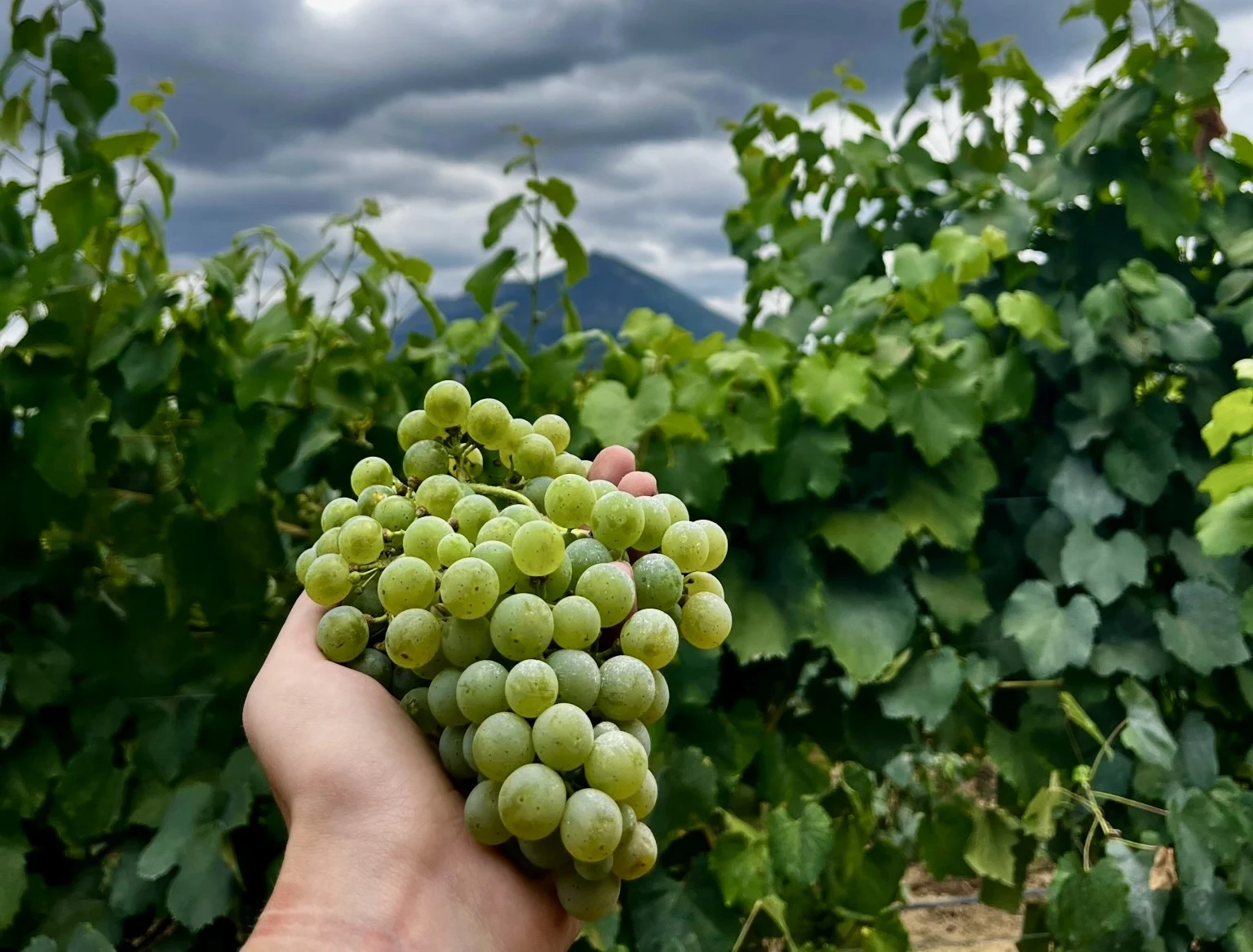 Quinta da Raza – Prova Castas Autóctones