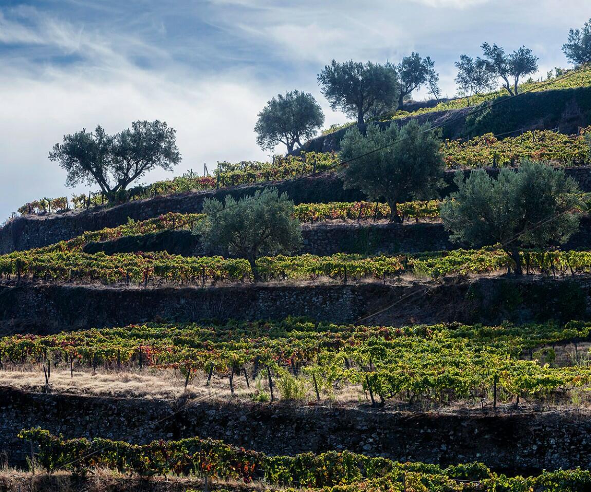 Quinta das Sequeirinhas – Visita & Prova Porto