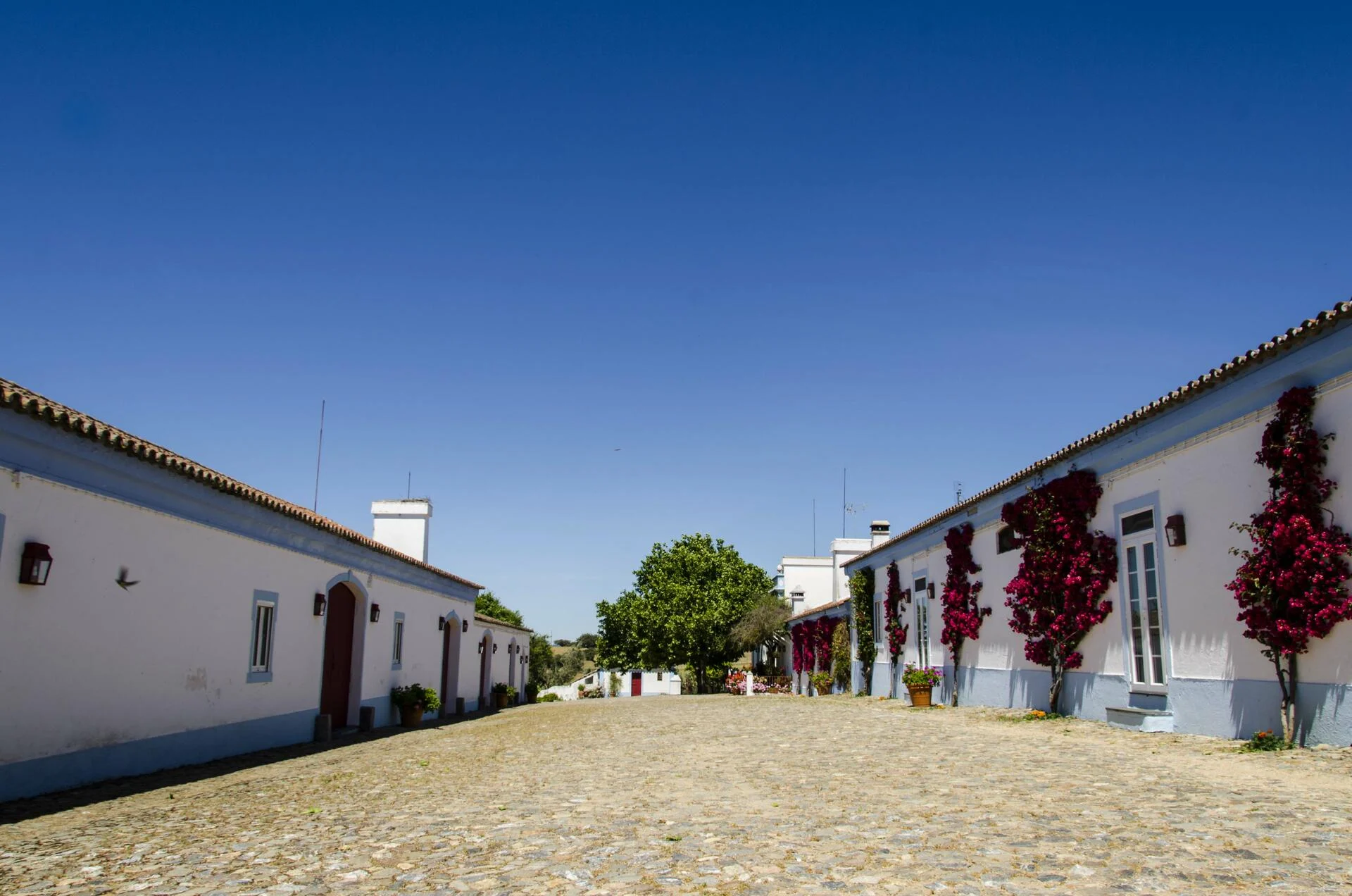 Reynolds Wine Growers – Experiência Mesa de Pedra