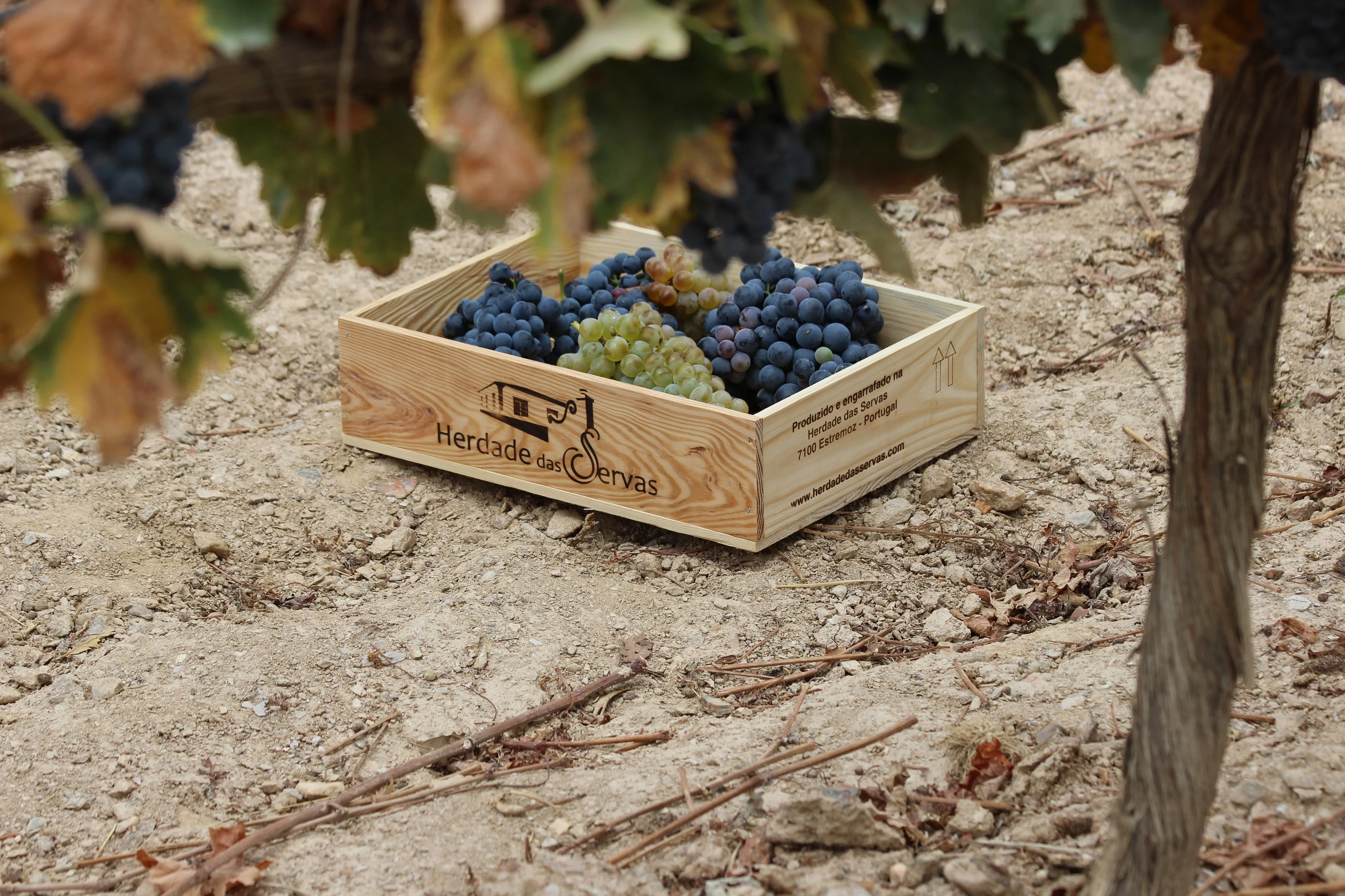 Herdade das Servas – Programa “Pisa a Pé”