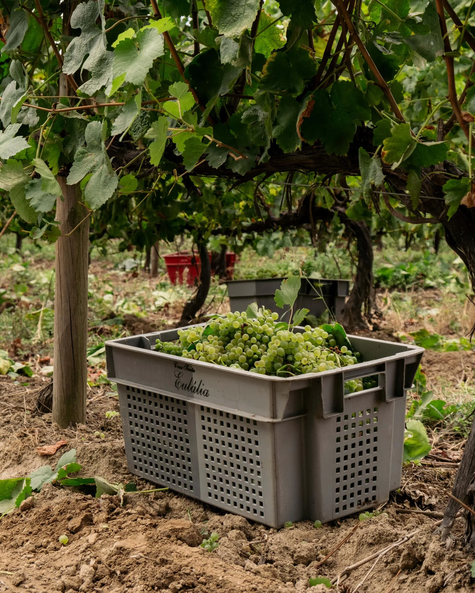 Casa Santa Eulália – Visita & Almoço Regional