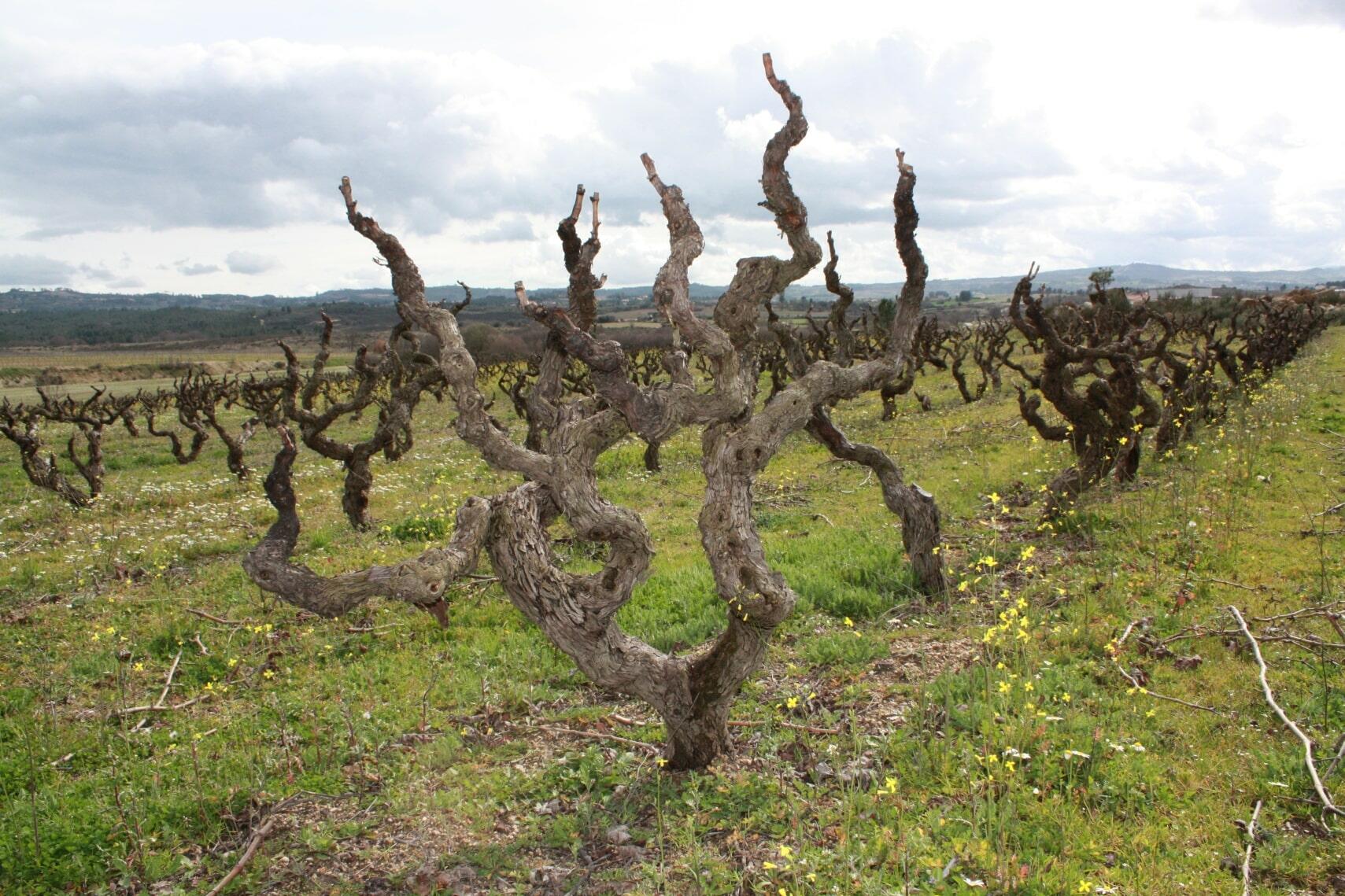 Sabores Regionais da Beira Interior