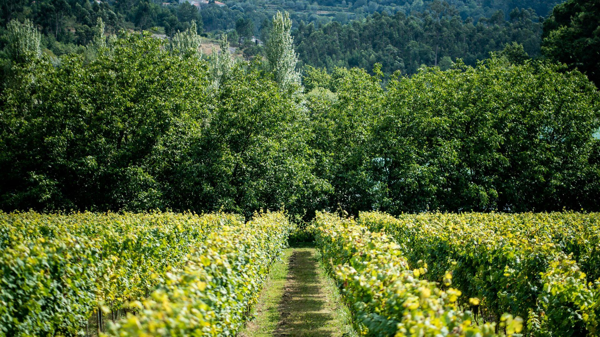 Quinta do Ameal – Visita & Prova de Vinhos