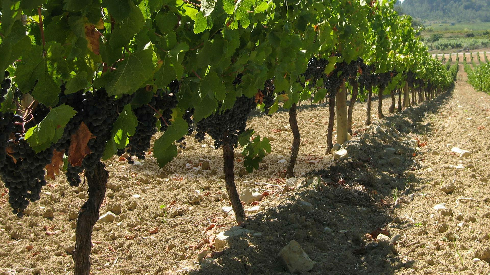 Adega Campolargo – Prova de Vinhos São Mateus