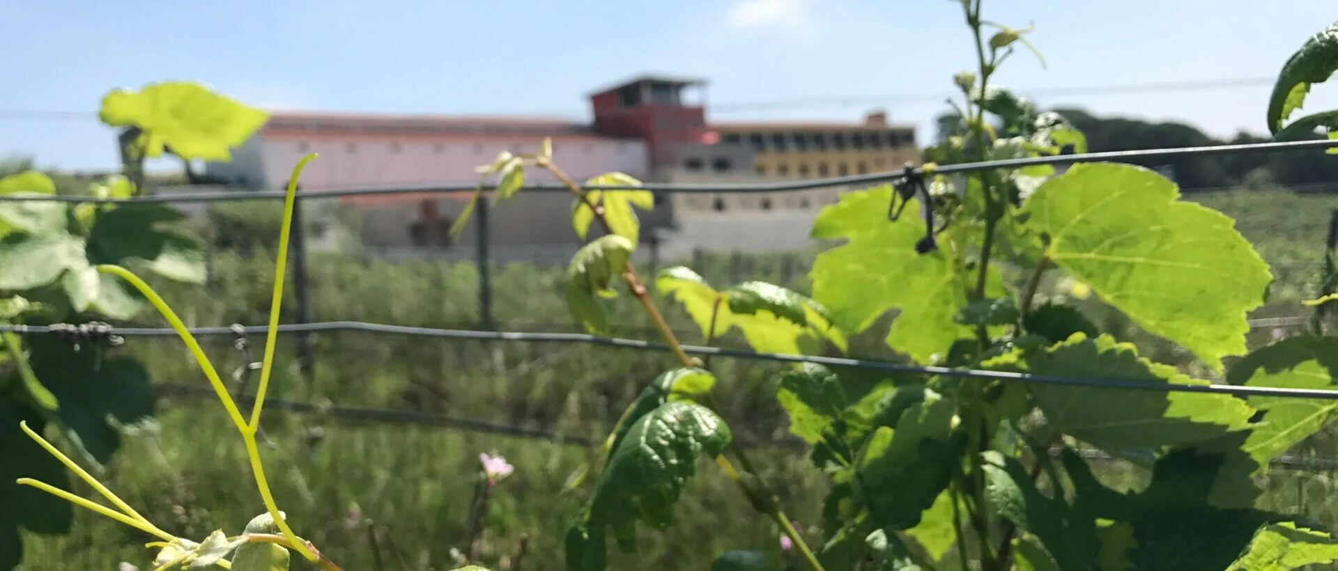 Adega Campolargo – Prova de Vinhos São Mateus