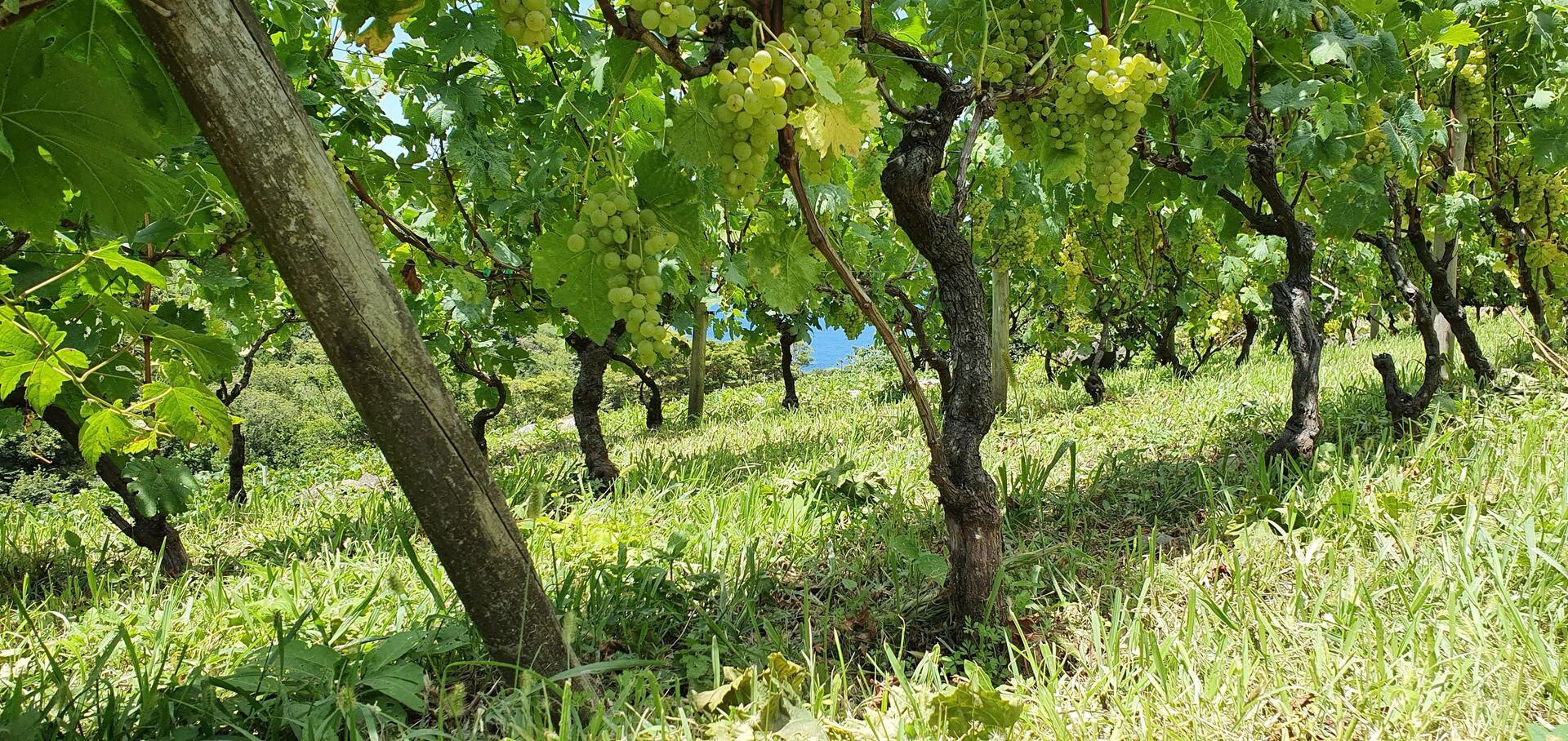 Terrabona – Winery Tasting Moments