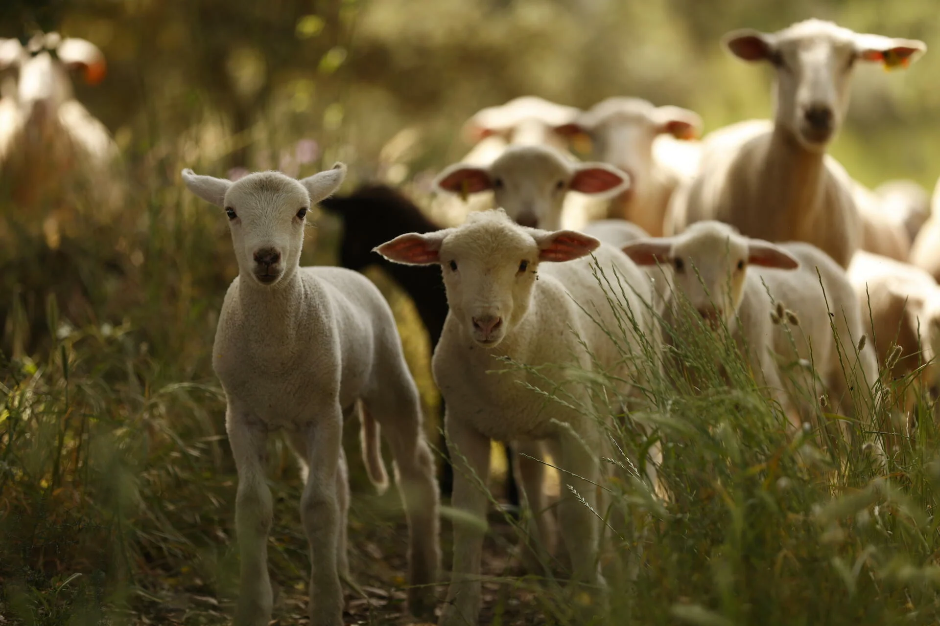 Monte da Bica – Pack Vindima